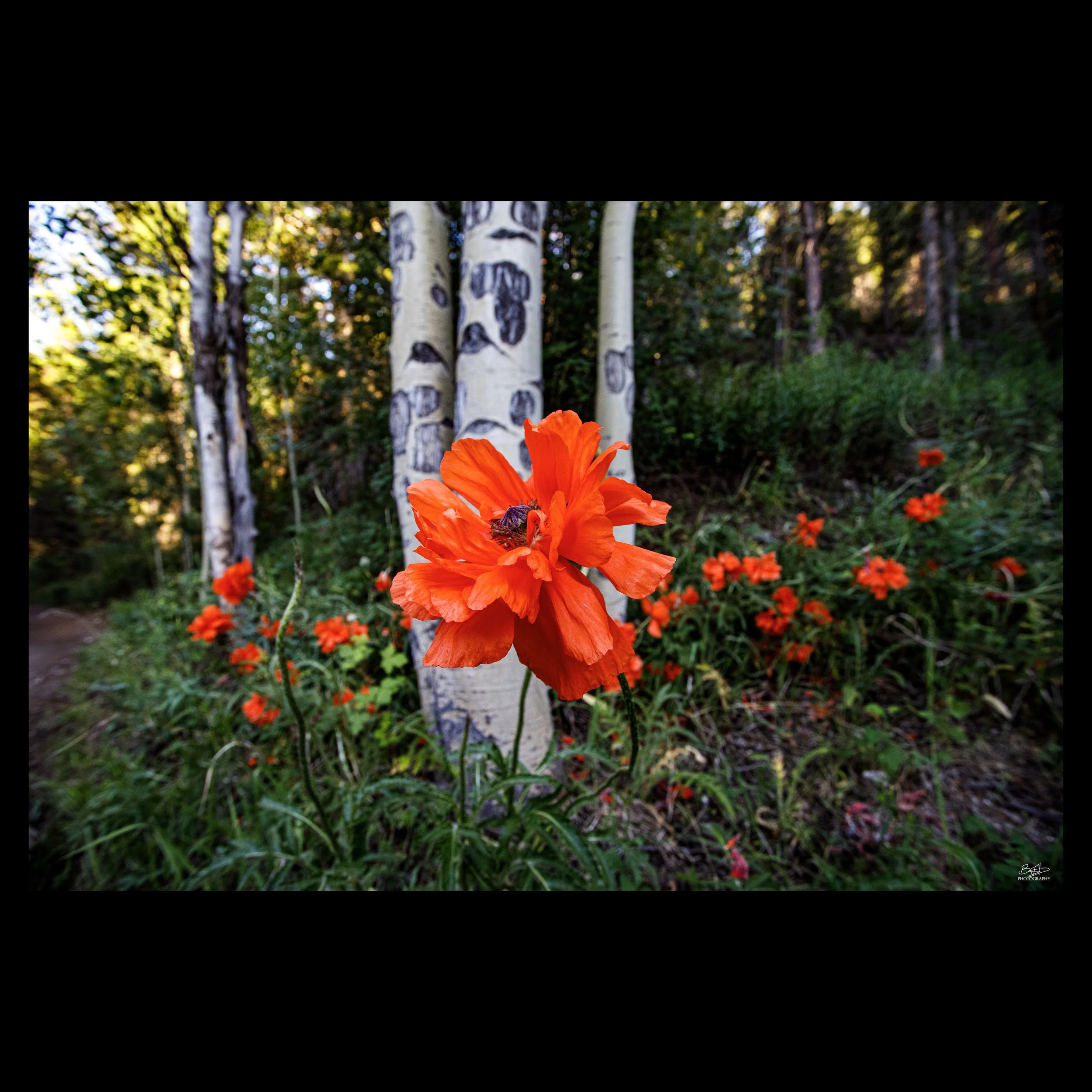 Poppy &  Aspens