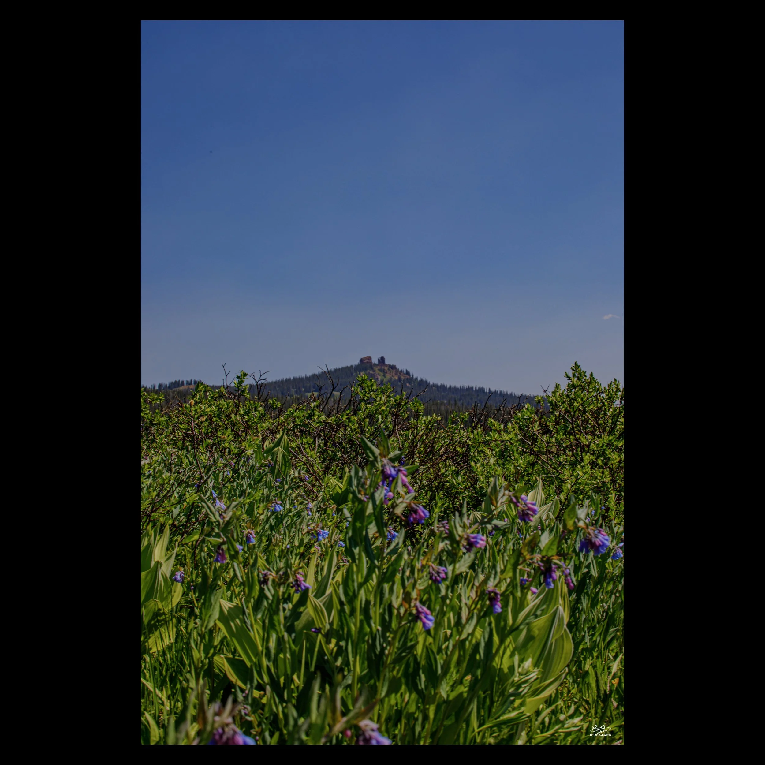 Rabbit Ears and Wildflowers