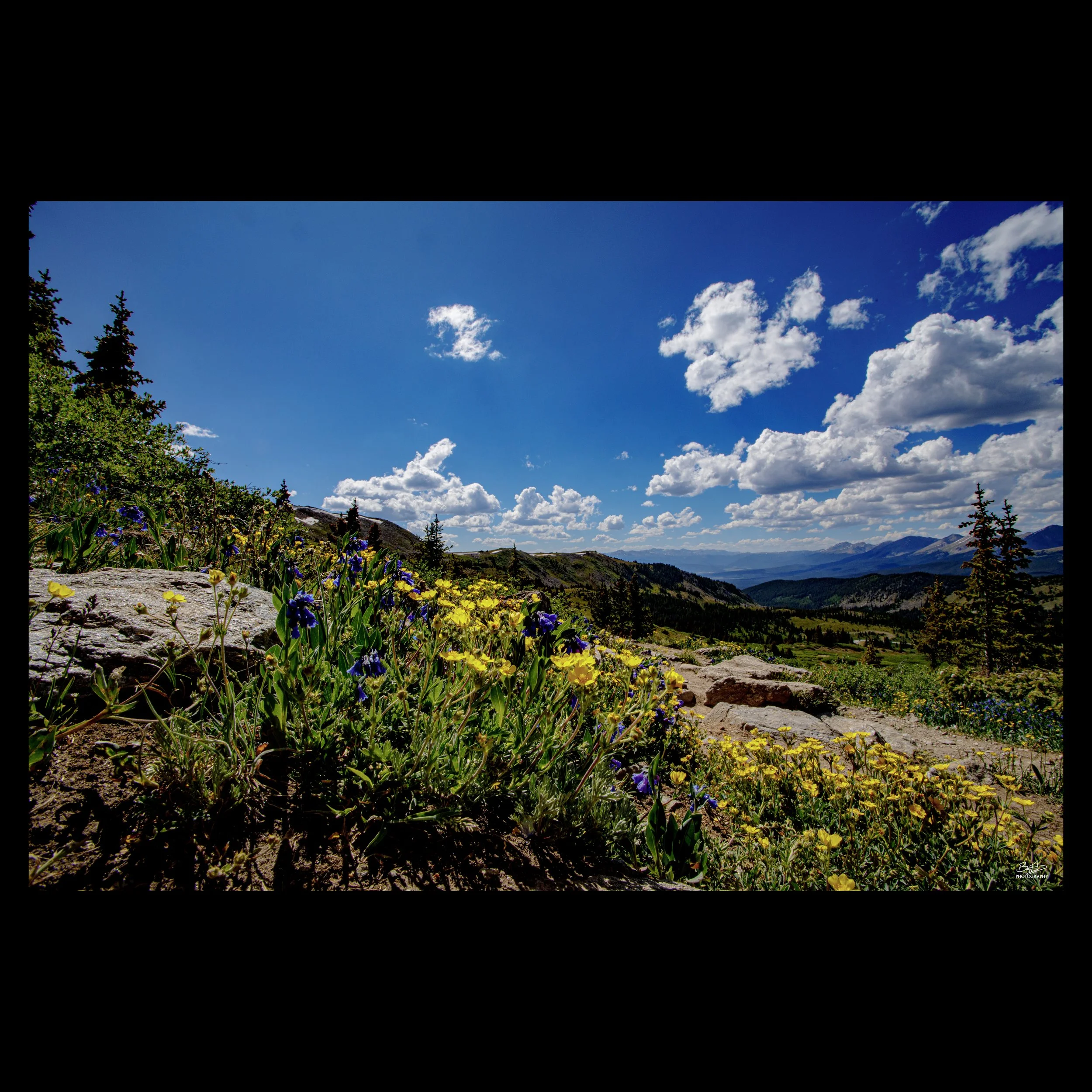 Cottonwood Pass Forget Me Not
