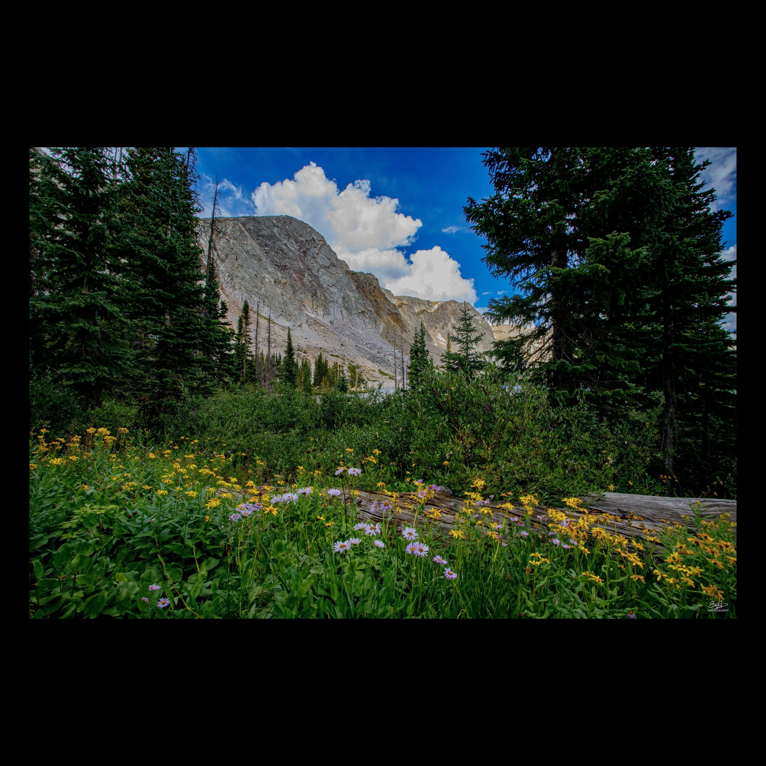 Wildflowers at Lake Marie