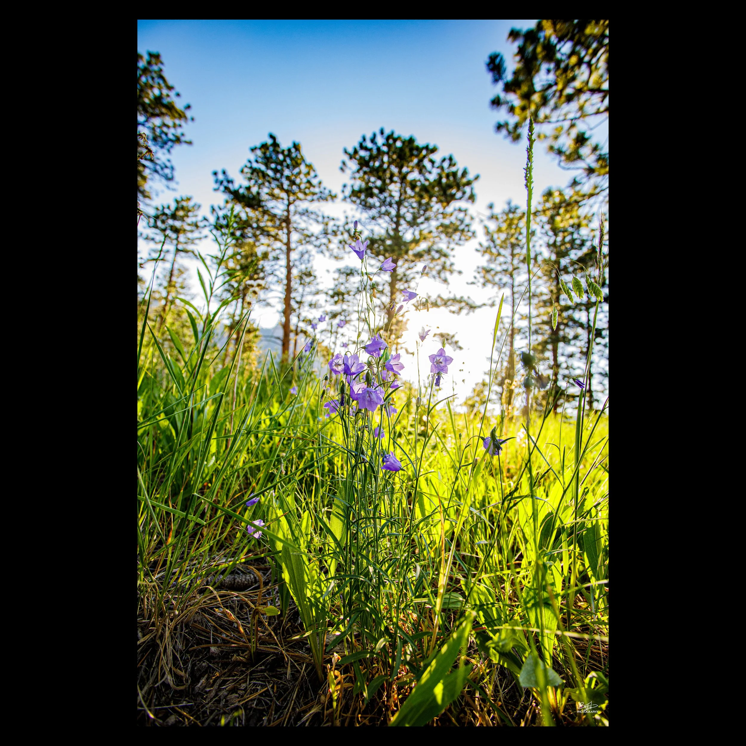 Chautauqua Harebell