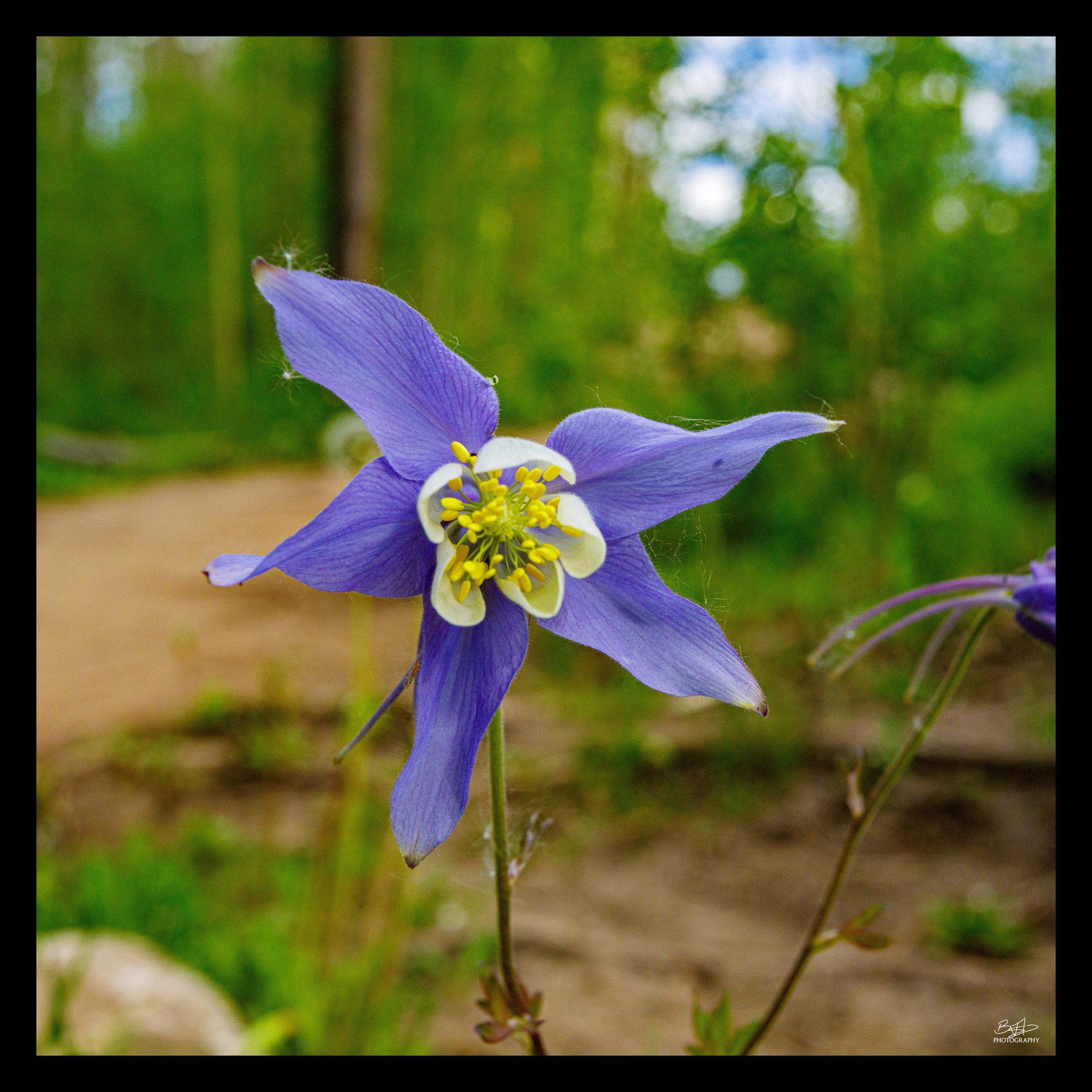 Rocky Mountain Blue Columbine