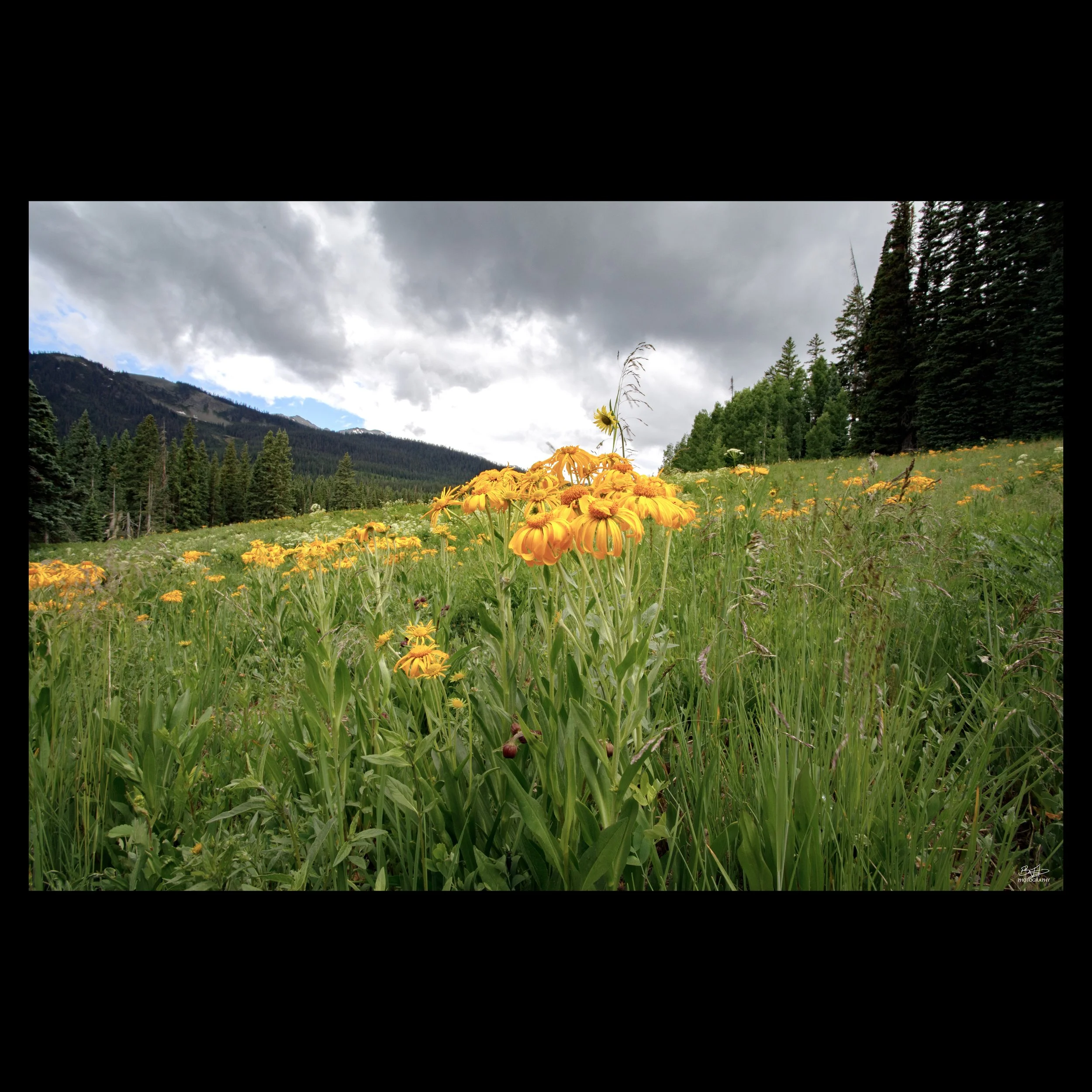 Cloudy Orange-sneezeweed