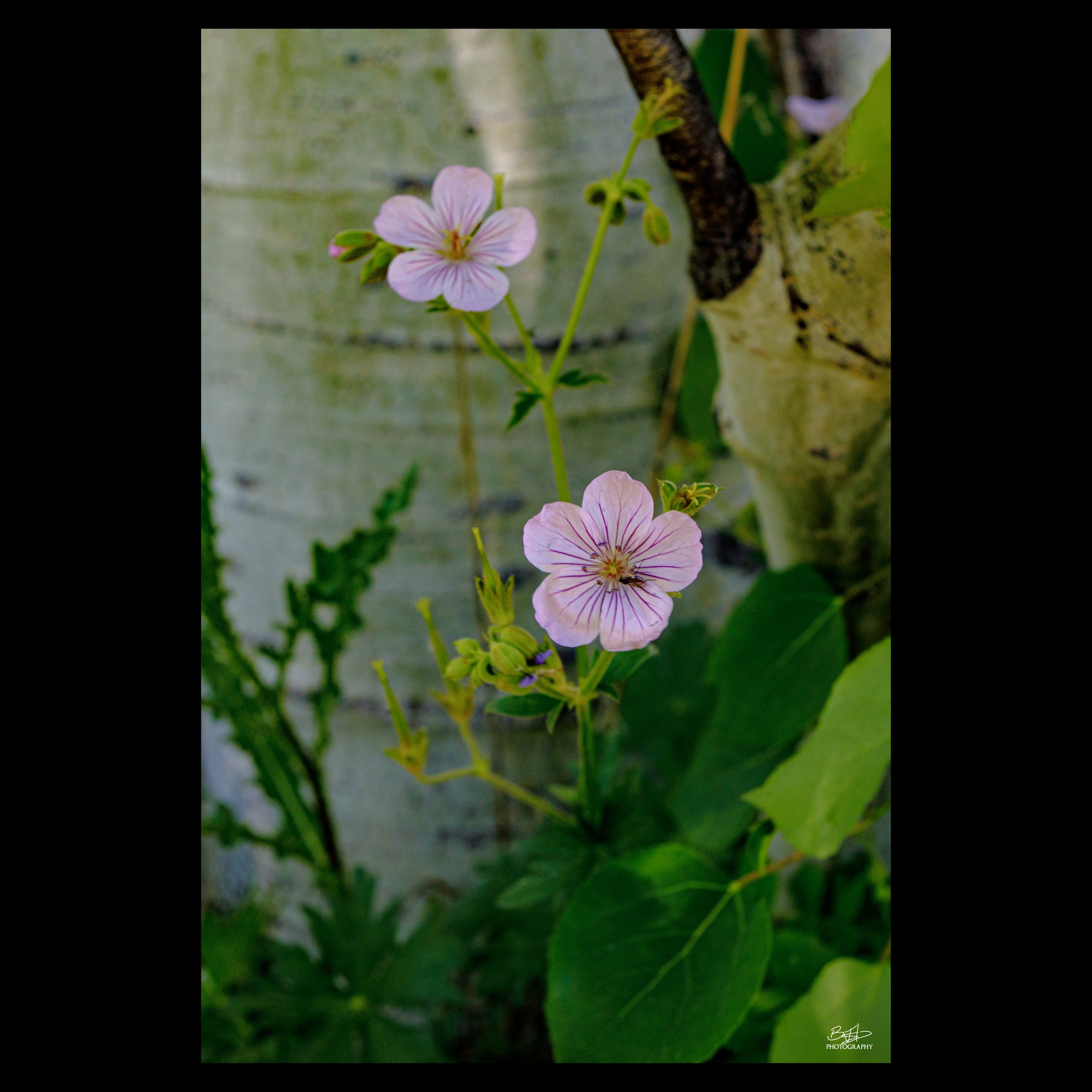 Geranium Shade