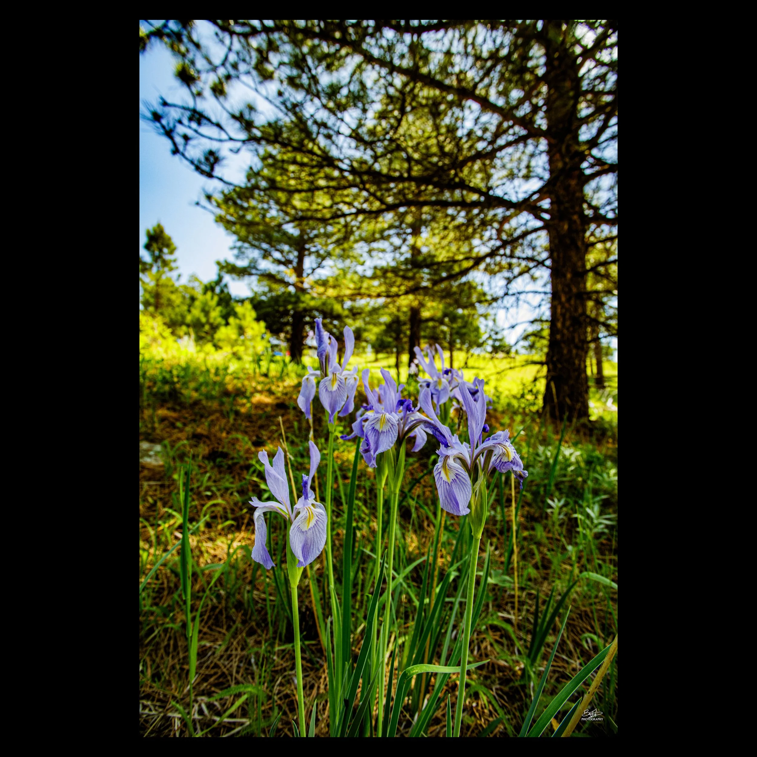 Rocky Mountain Iris