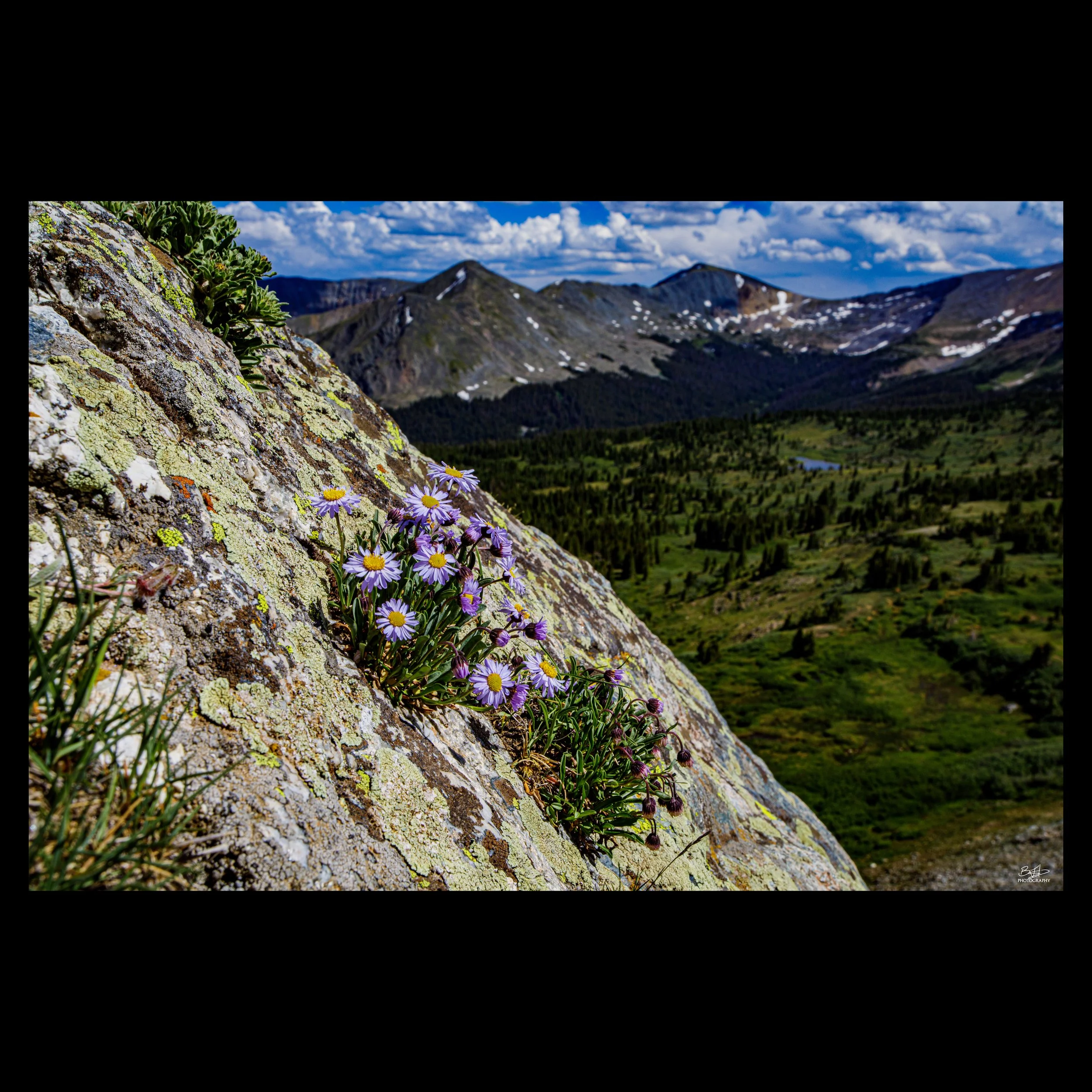 Alpine Aster
