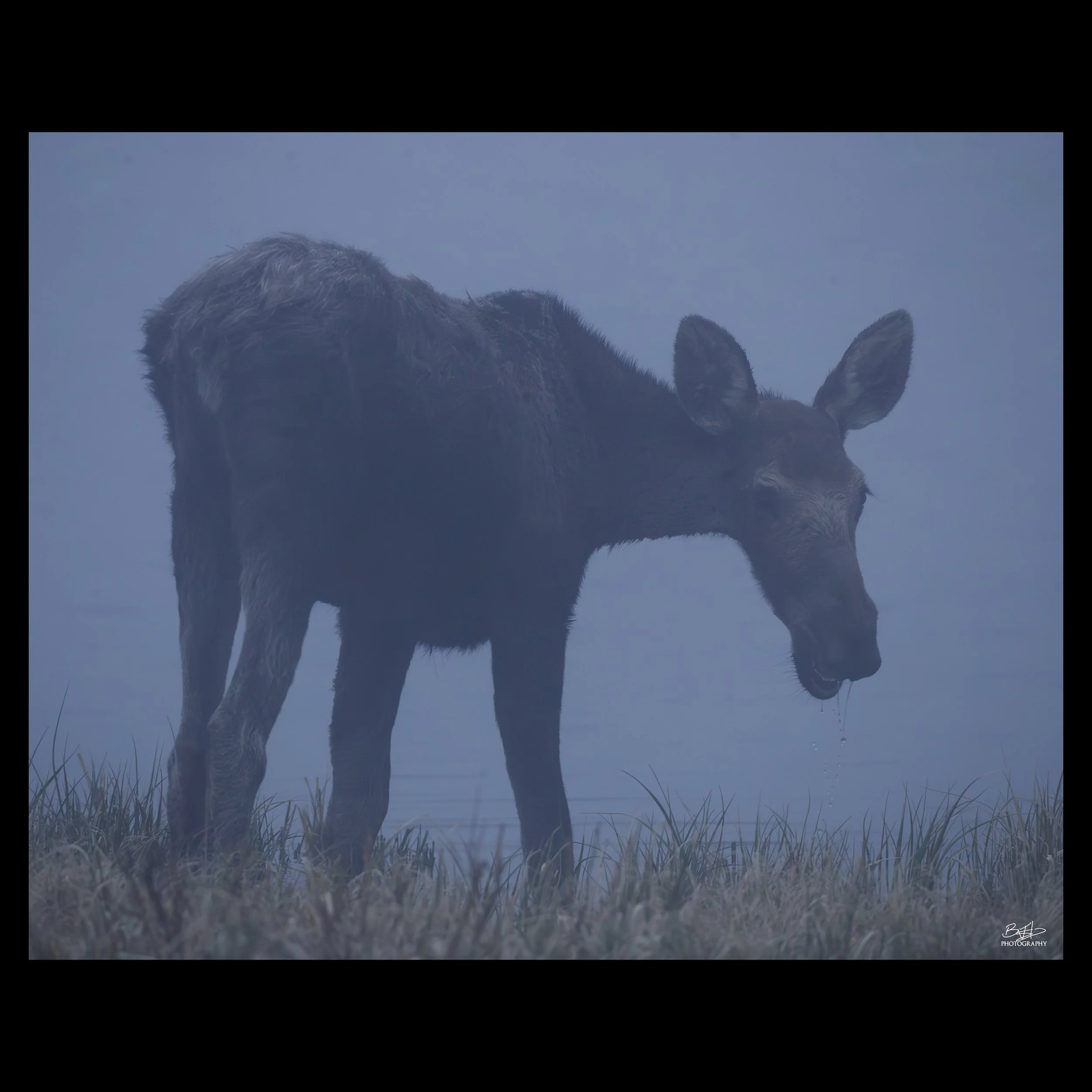 Misty Moose