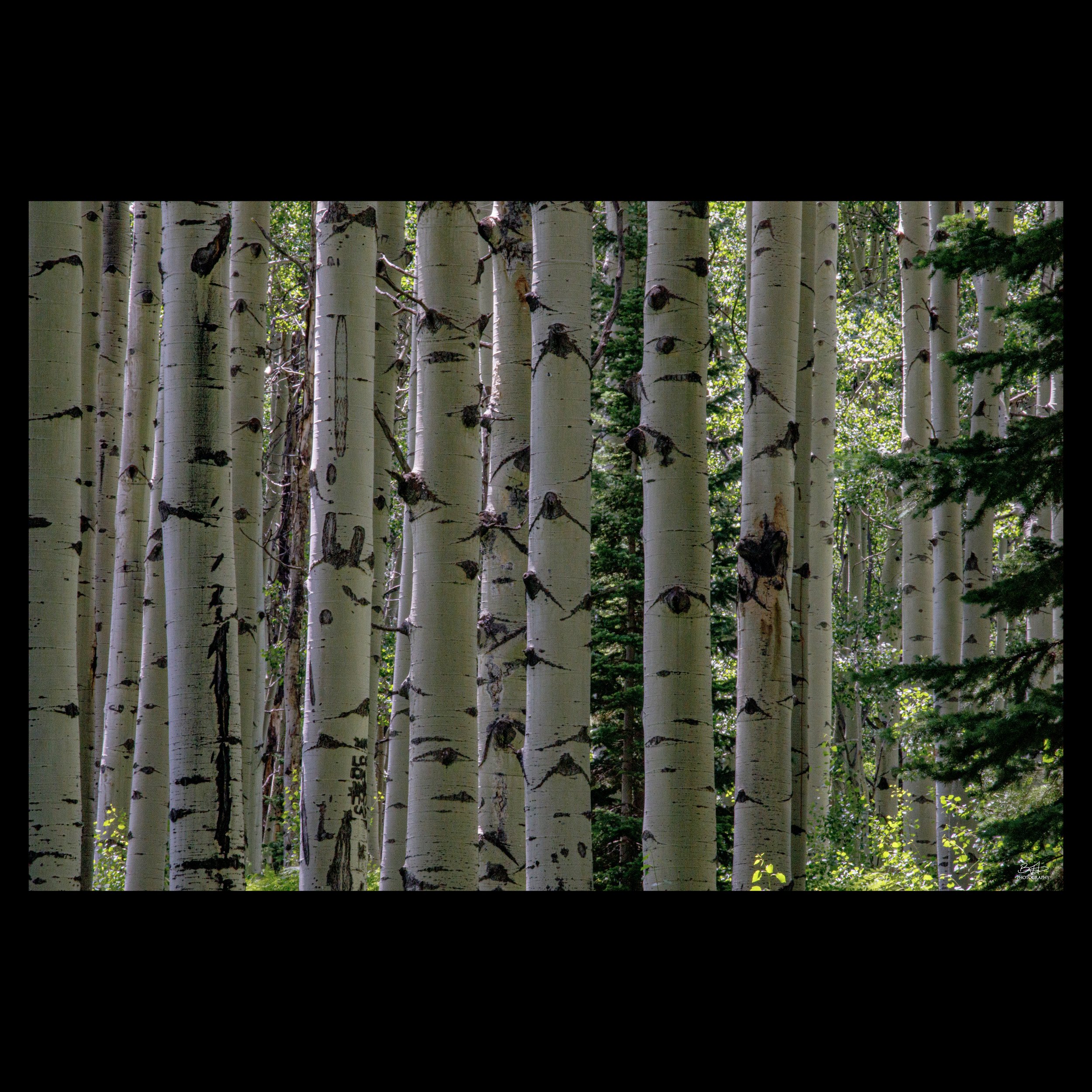 Aspen Wall