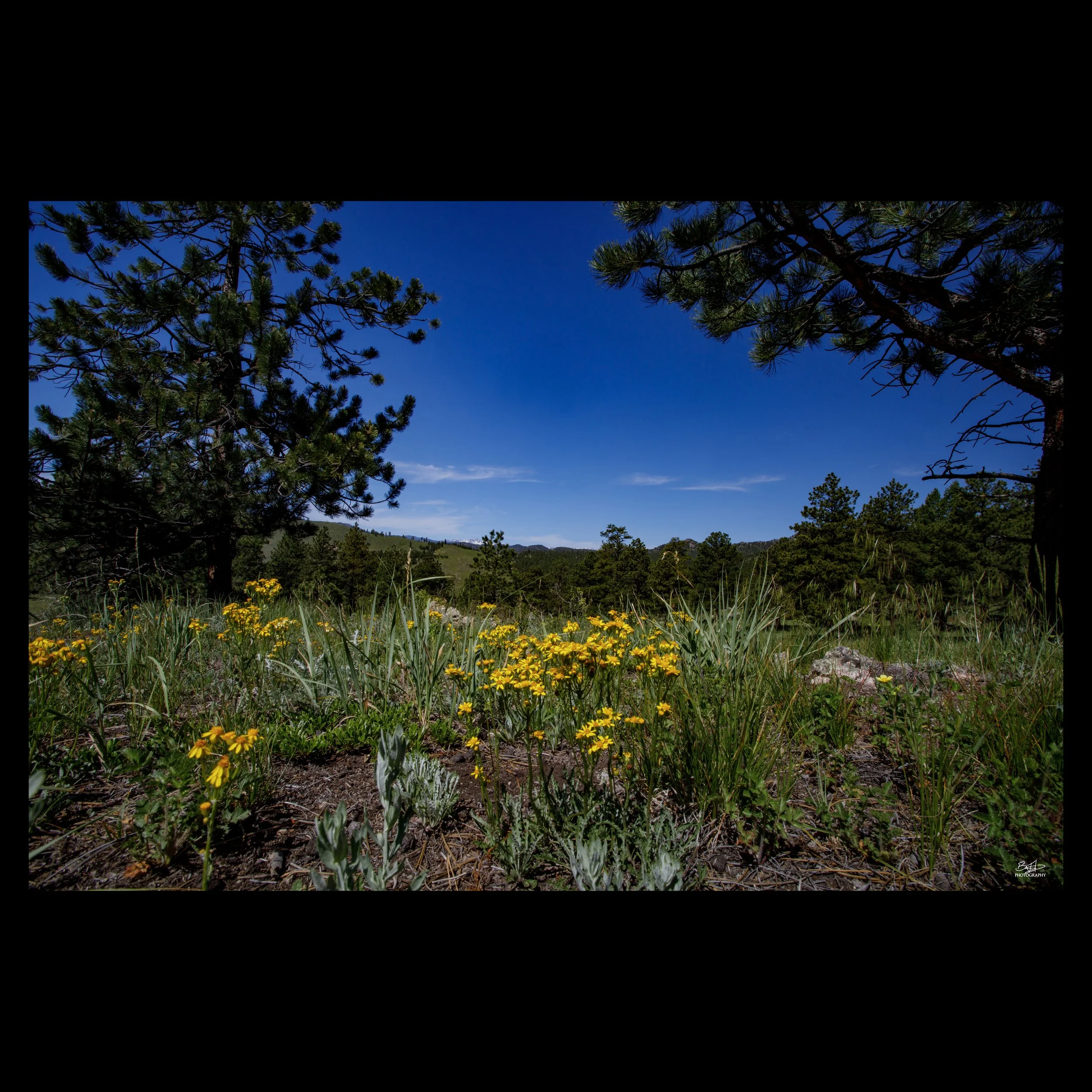 Walker Ranch Wildflowers
