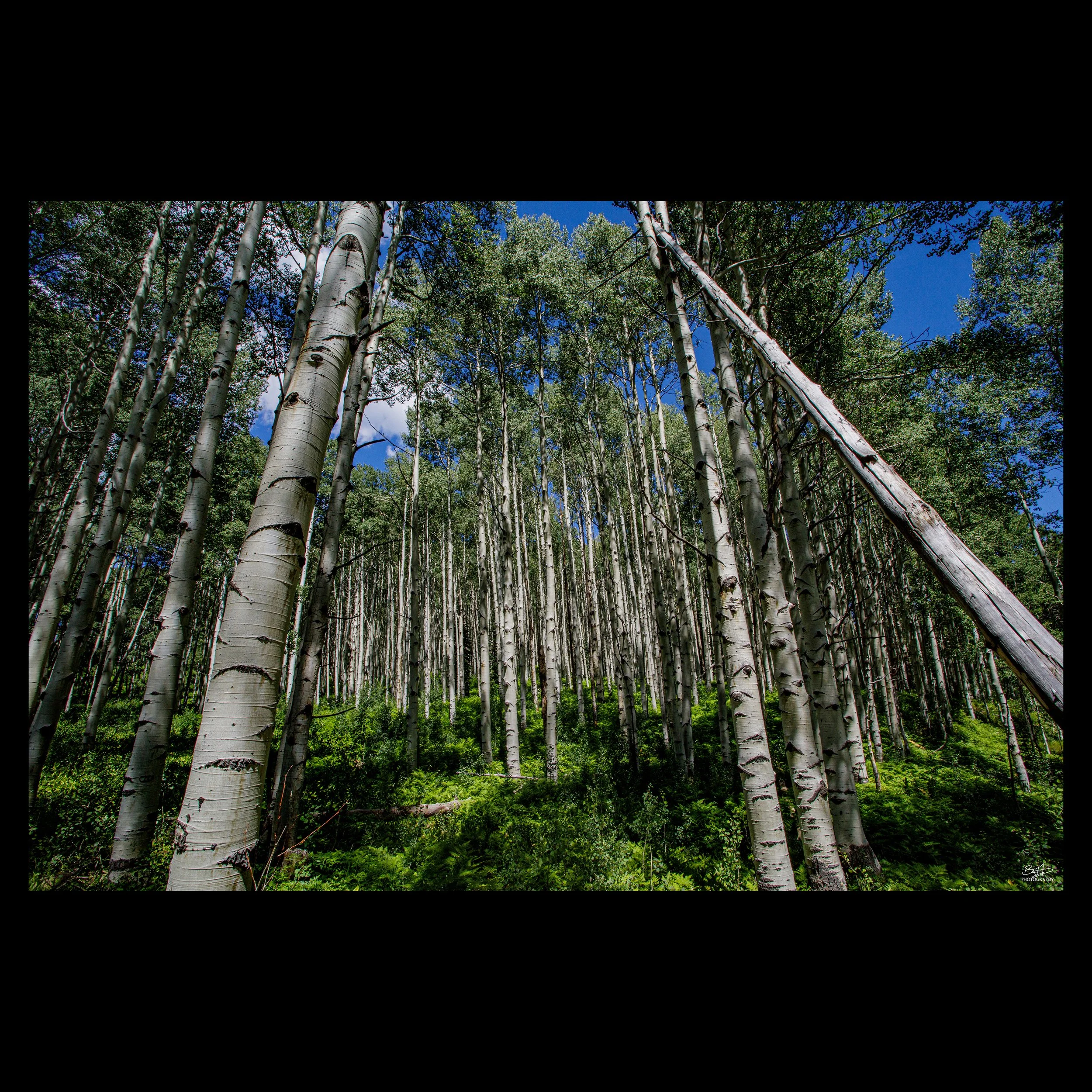 Kebler Pass Aspens
