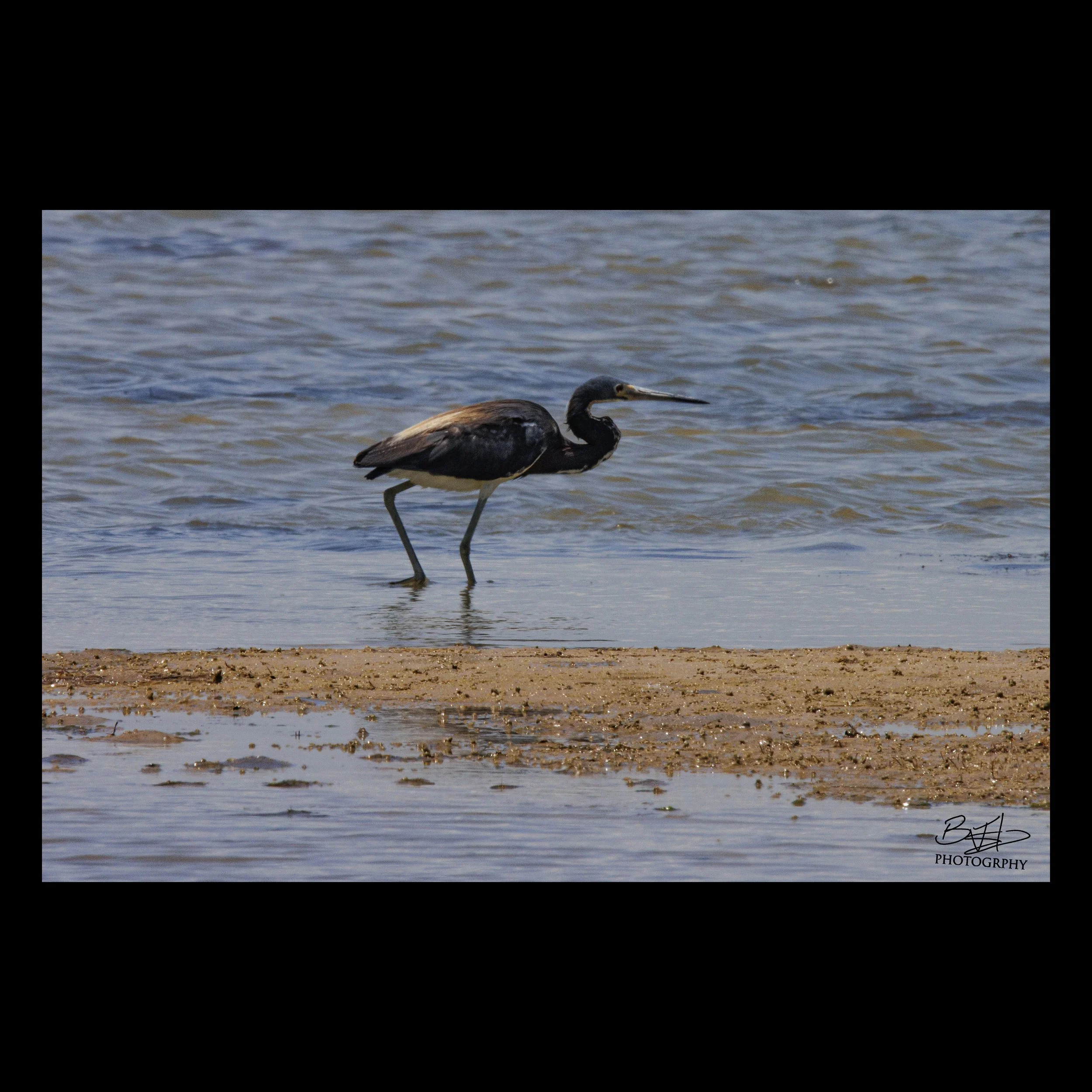 Tricolored Heron