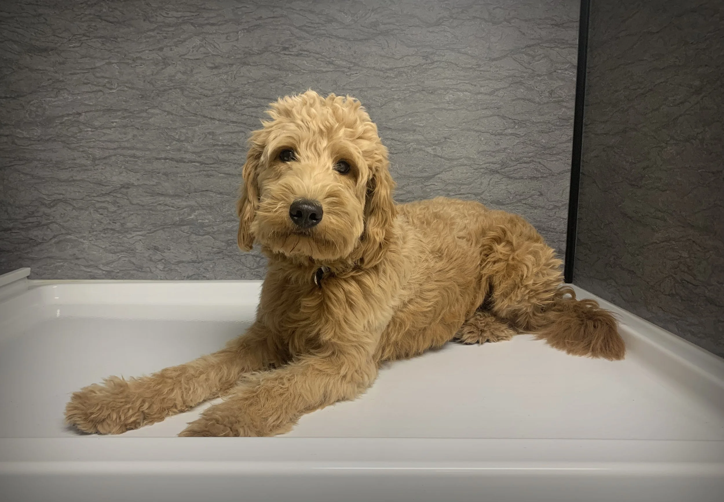 pooch.jpg