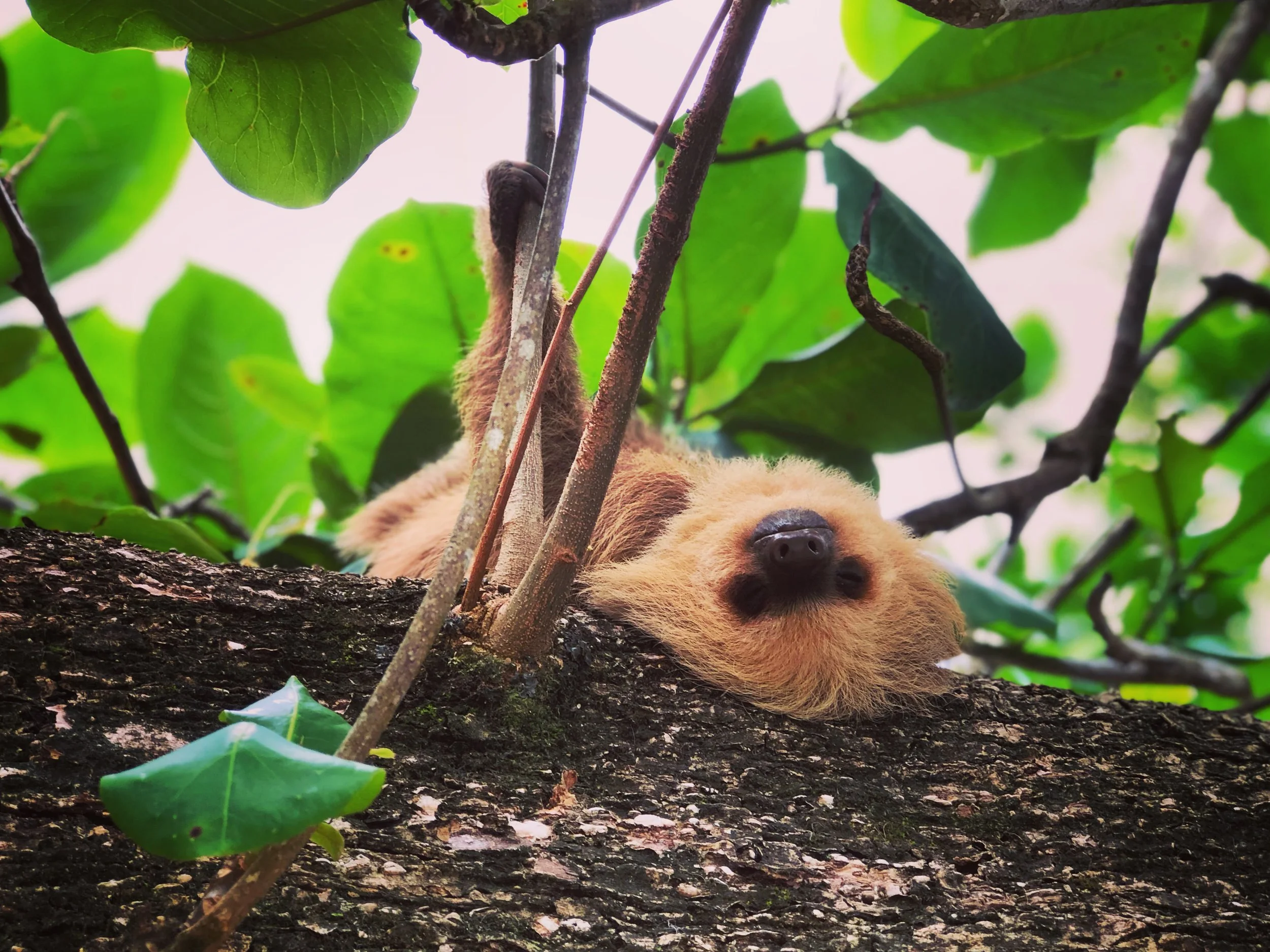 sloth panama.jpg