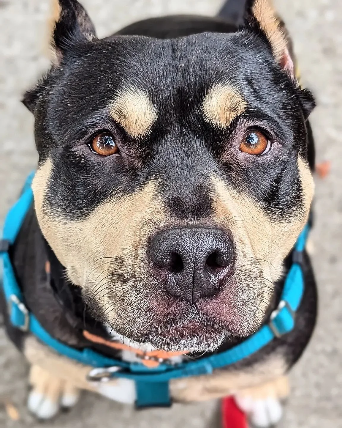Brisket #chicagocaninerescue #chicagorescuedog #chicagoshelterdog #chicago #rescuedogs #rescuedog #rescuedogsofinstagram #rescueismyfavoritebreed #rescue #shelterdogsofinstagram #shelterdogs #shelterdog #adoptabledogsofinstagram #adoptabledogs #adopt