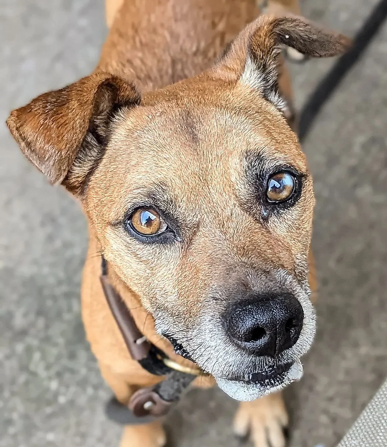 Eddie A280326 #adopteddogsofinstagram #adopted