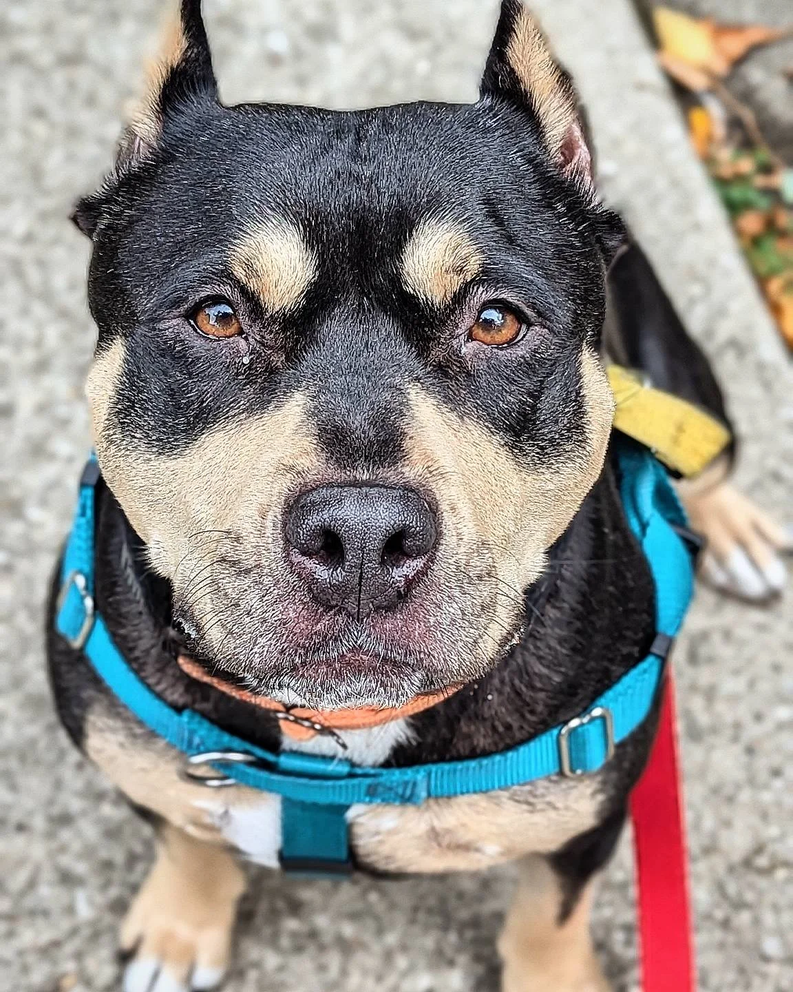 Brisket #chicagocaninerescue #chicagoshelterdogs #chicagorescuedog #chicagorescuedogs #chicago #rescuedogs #rescuedog #rescuedogsofinstagram #rescueismyfavoritebreed #rescue #shelterdogsofinstagram #shelterdogs #shelterdog #adoptabledogsofinstagram #