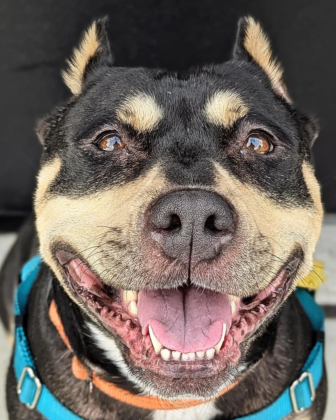 Brisket #chicagocaninerescue #chicagoshelterdogs #chicagorescuedog #chicagorescuedogs #chicago #rescuedogs #rescuedog #rescuedogsofinstagram #rescueismyfavoritebreed #rescue #shelterdogsofinstagram #shelterdogs #shelterdog #adoptabledogsofinstagram #