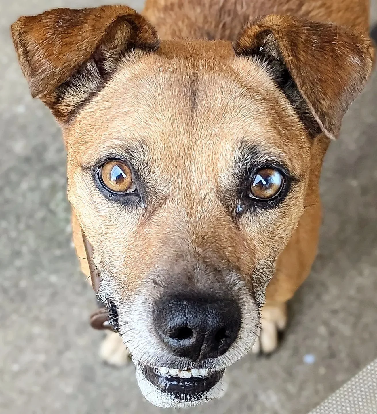 Eddie A280326 #adopteddogsofinstagram #adopted