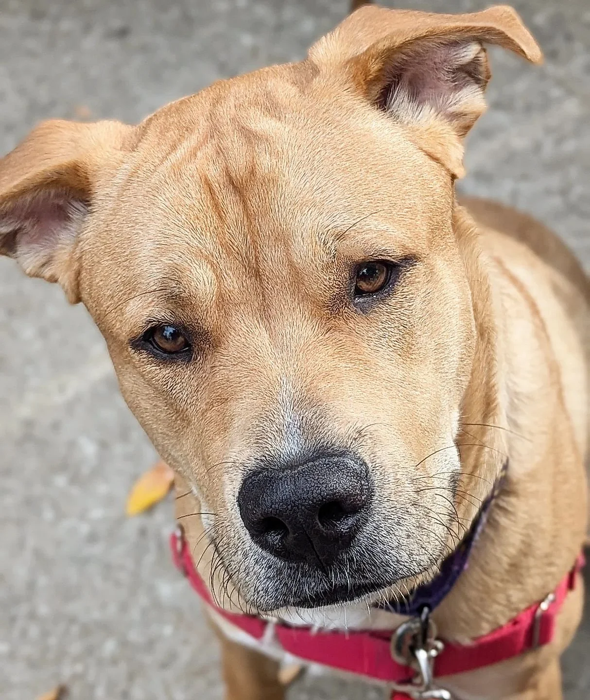 Flapjack #chicagocaninerescue #chicagocaninerescue #chicagoshelterdogs #chicagoshelterdog #chicago #rescuedogs #rescuedog #rescuedogsofinstagram #rescueismyfavoritebreed #rescue #shelterdogsofinstagram #shelterdogs #shelterdog #adoptabledogsofinstagr