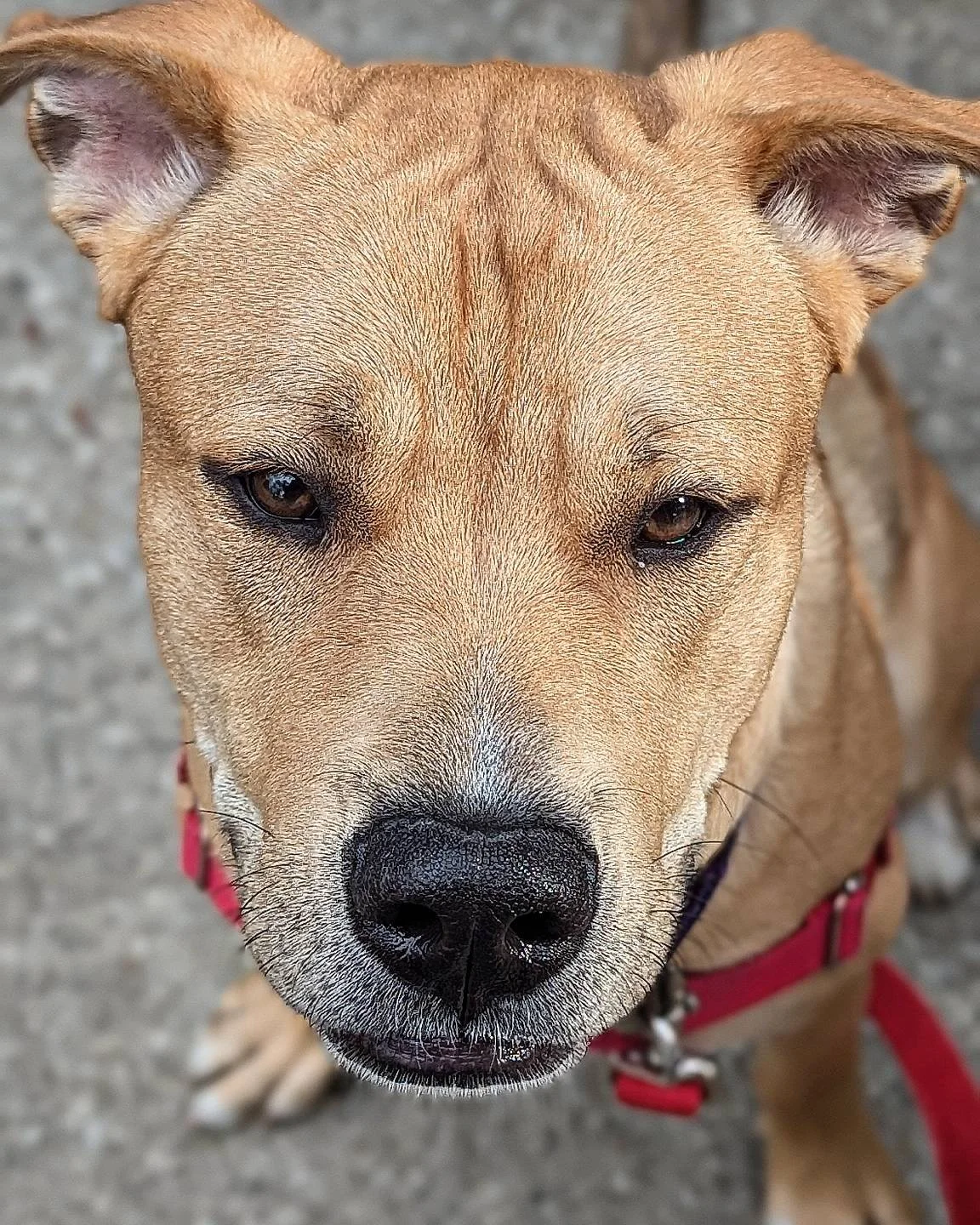 Flapjack #chicagocaninerescue #chicagoshelterdogs #chicagoshelterdog #chicagorescuedogs #chicago #rescuedogs #rescuedogsofinstagram #rescueismyfavoritebreed #rescue #shelterdogsofinstagram #shelterdogs #shelterdog #adoptabledogsofinstagram #adopts #a