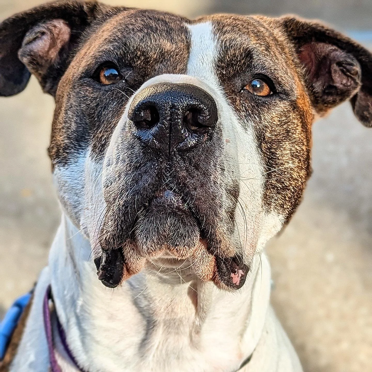 Fran #onetailatatime #rescuedogs #rescuedog #rescuedogsofinstagram #rescueismyfavoritebreed #rescue #shelterdogsofinstagram #shelterdogs #shelterdog #adoptabledogsofinstagram #adoptabledogs #adopt #adoptdontshop #adoptabledog #chicagoshelterdogs #chi