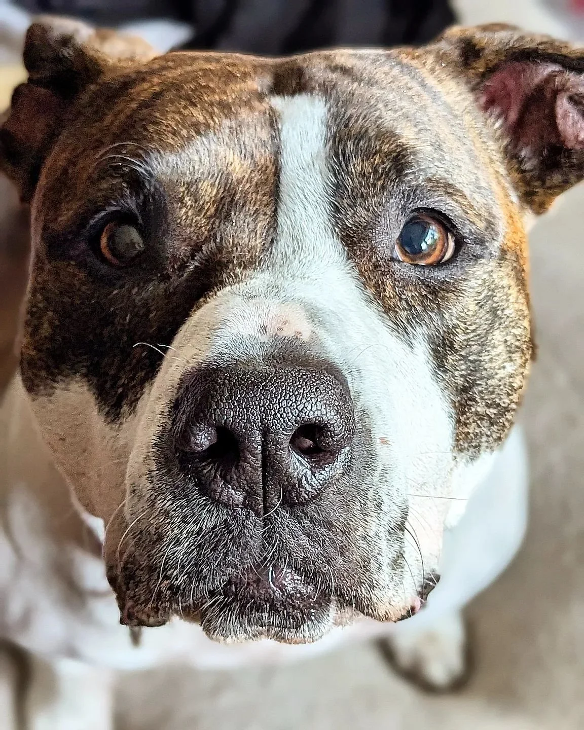 Fran #onetailatatime #chicagoshelterdogs #chicagorescuedog #chicagoshelterdog #chicagorescuedogs #chicago #rescuedogs #rescuedog #rescuedogsofinstagram #rescueismyfavoritebreed #rescue #shelterdogsofinstagram #shelterdogs #shelterdog #adoptabledogsof