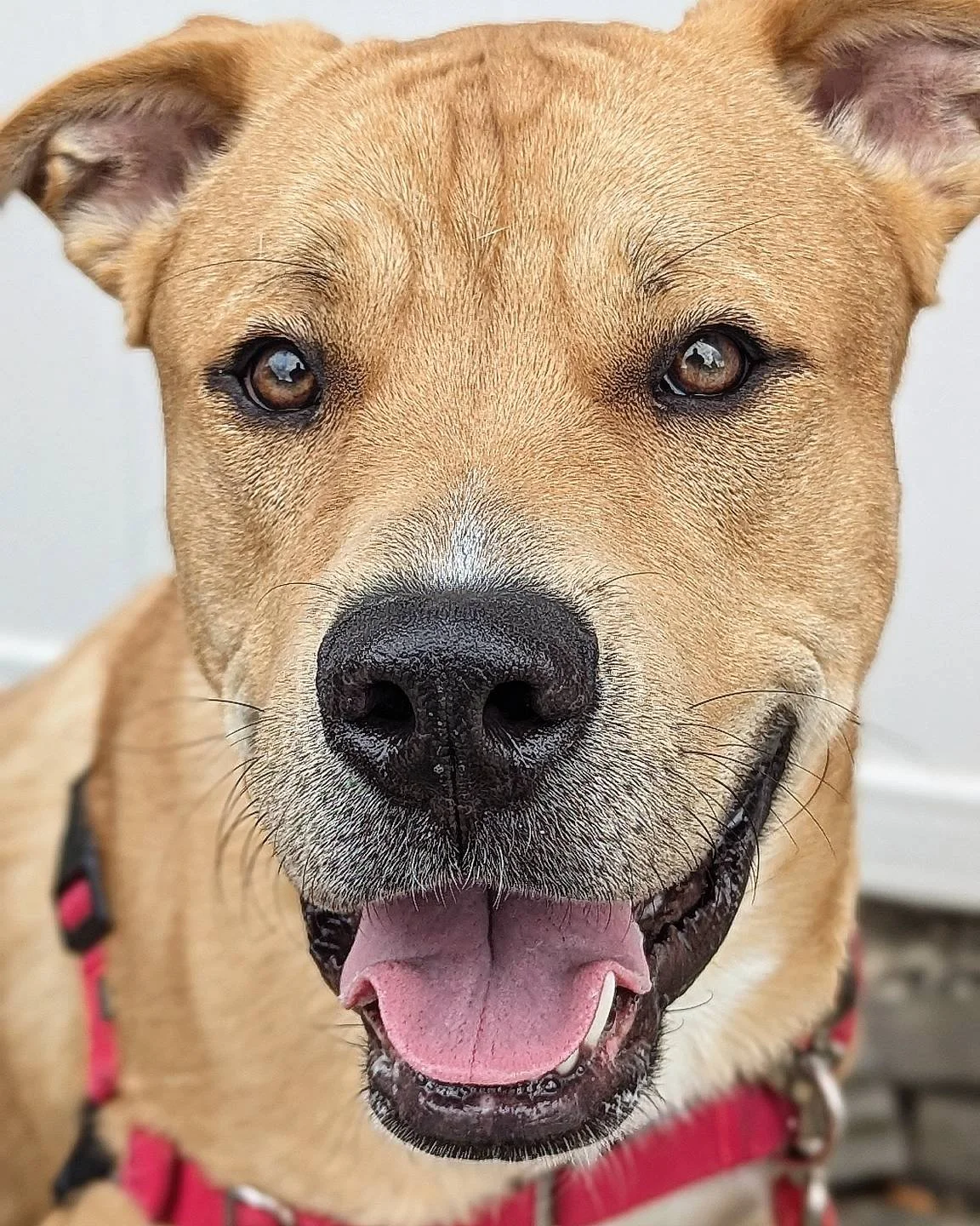 Flapjack #chicagocaninerescue #chicagoshelterdogs #chicagorescuedog #chicagorescuedogs #chicago #rescuedogs #rescuedog #rescuedogsofinstagram #rescueismyfavoritebreed #rescue #shelterdogsofinstagram #shelterdogs #shelterdog #adoptabledogsofinstagram 