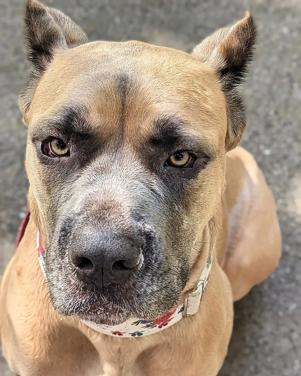 Martha #justgiants #justgiantsrescue #rescuedogs #rescuedog #rescuedogsofinstagram #rescueismyfavoritebreed #rescue #shelterdogsofinstagram #shelterdogs #shelterdog #adoptabledogsofinstagram #adoptabledogs #adopt #adoptdontshop #adoptable #adoptabled