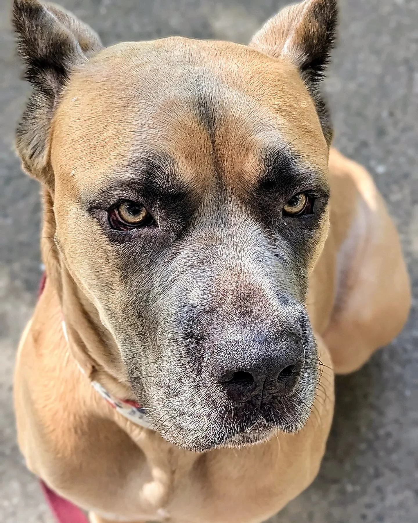 Martha #justgiantsrescue #rescuedogs #rescuedog #rescuedogsofinstagram #rescueismyfavoritebreed #rescue #shelterdogsofinstagram #shelterdogs #shelterdog #adoptabledogsofinstagram #adoptabledogs #adopt #adoptdontshop #adoptable #adoptabledog #chicagor