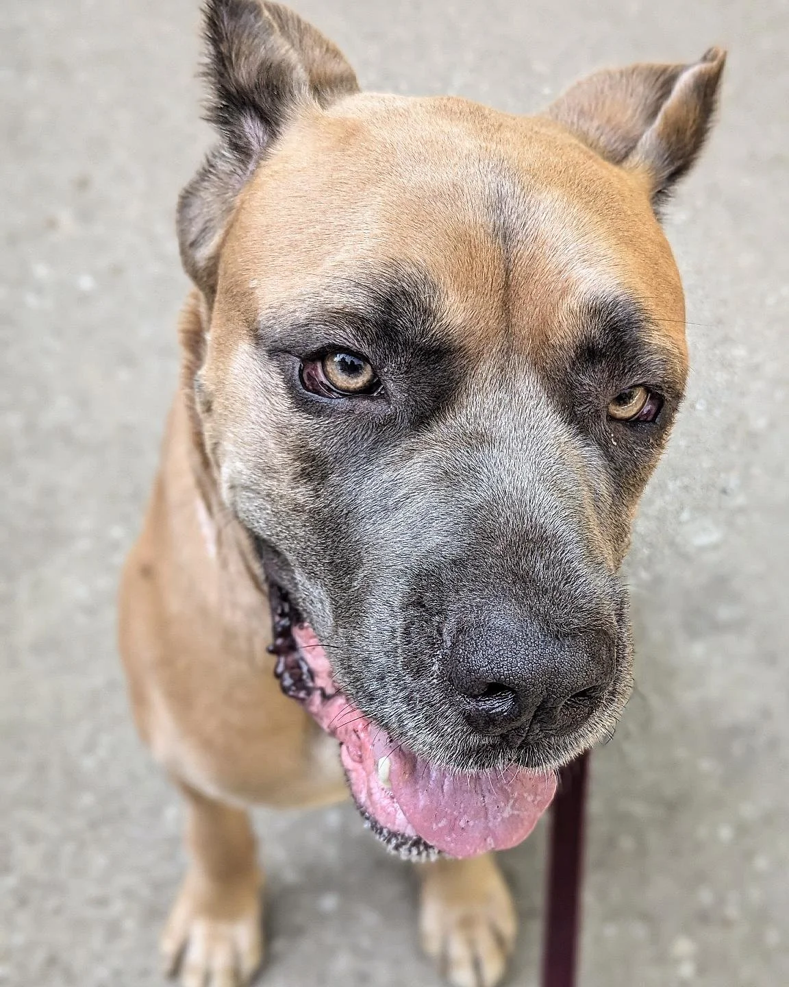 Martha #justgiantsrescue #justgiants #rescuedogs #rescuedogsofinstagram #rescueismyfavoritebreed #rescue #shelterdogsofinstagram #shelterdogs #shelterdog #adoptabledogsofinstagram #adoptabledogs #adoptabledog #adoptdontshop