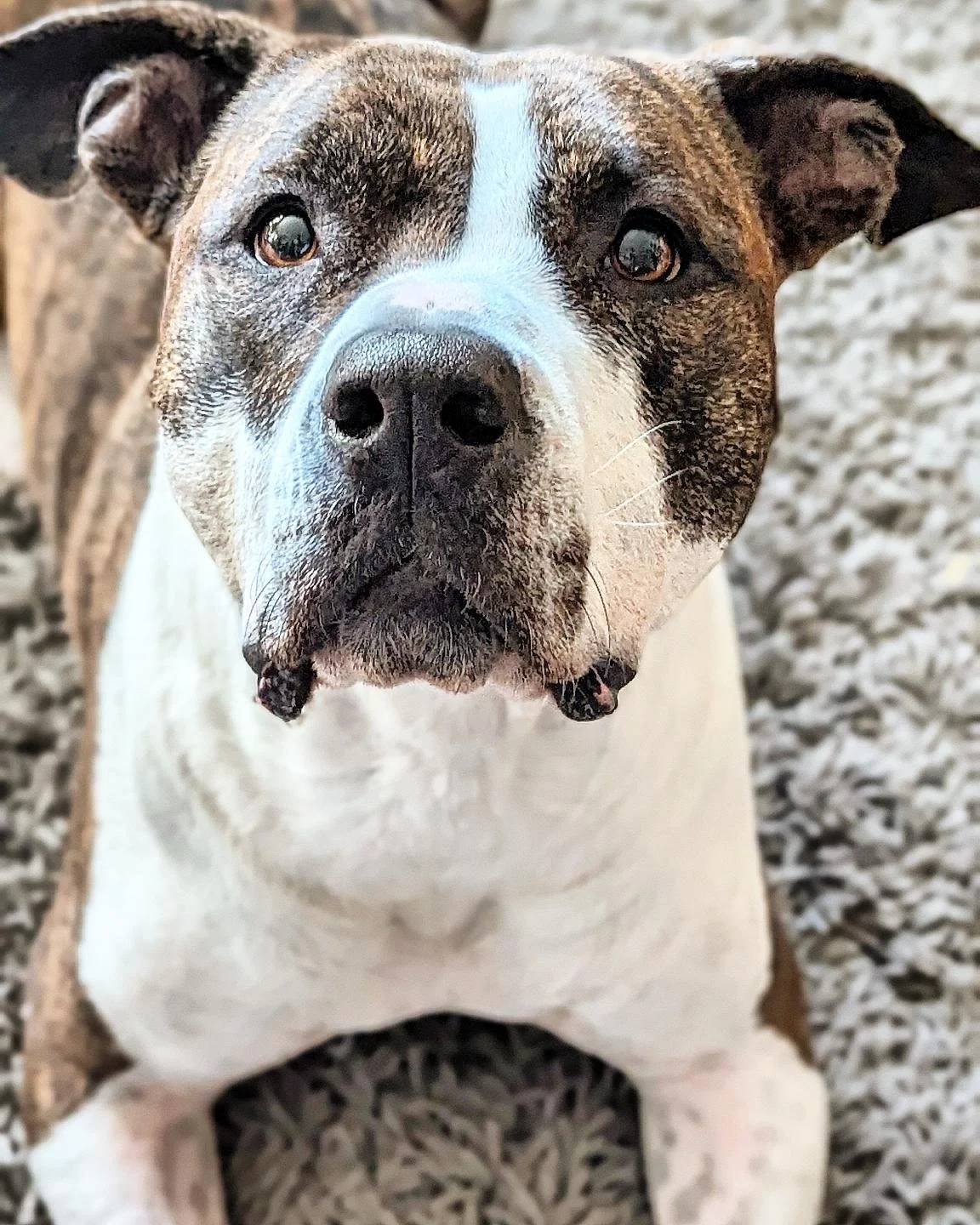 Fran #onetailatatime #adoptabledogsofinstagram #adoptabledogs #adopt #adoptdontshop #adoptable #adoptabledog #rescuedogs #rescuedog #rescuedogsofinstagram #rescueismyfavoritebreed #rescue #shelterdogsofinstagram #shelterdogs #shelterdog #chicagoshelt