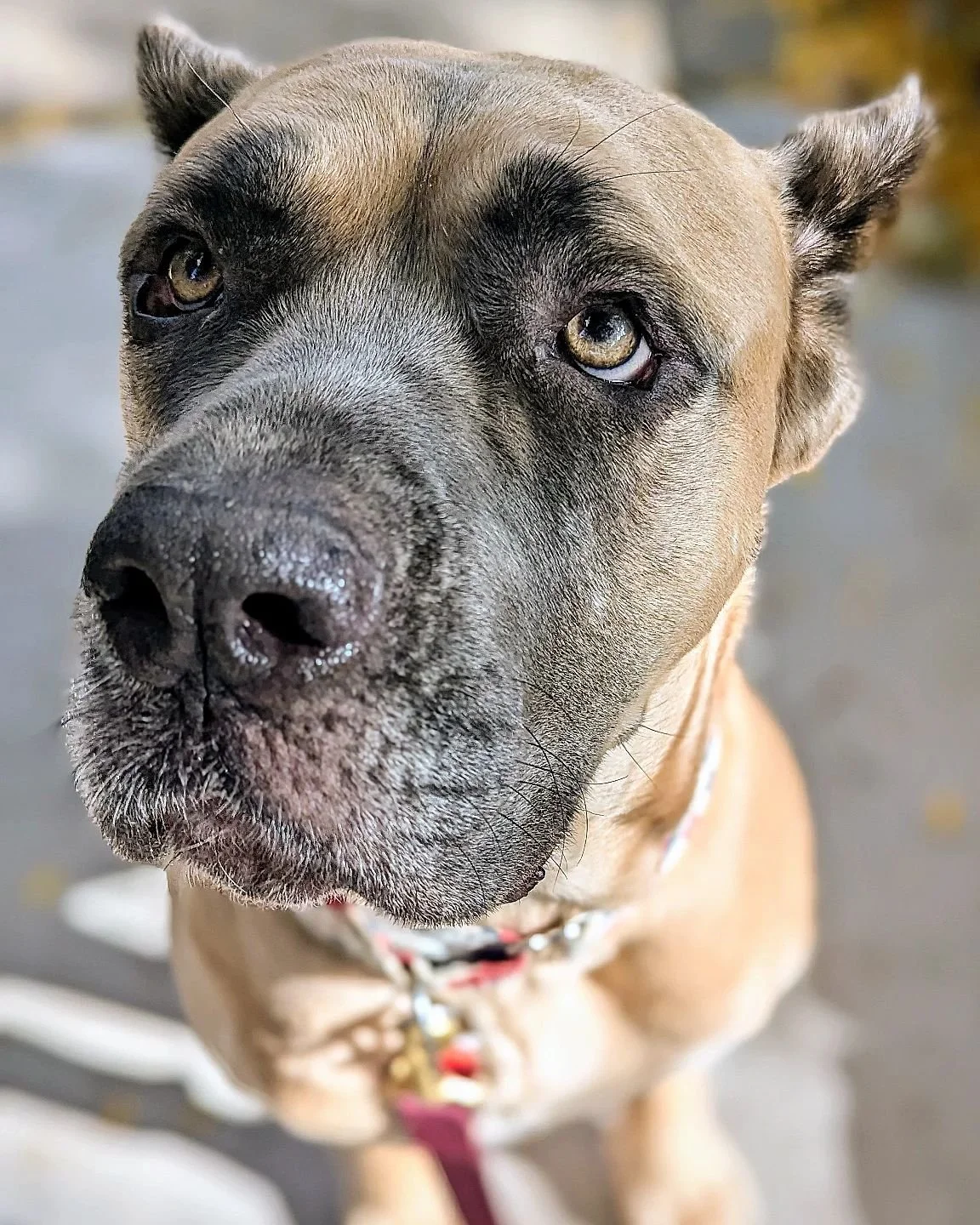 Martha #justgiantsrescue #justgiants #chicagoshelterdog #chicagoshelterdog #rescuedogs #rescuedogsofinstagram #rescueismyfavoritebreed #adoptabledogs #adopt #adoptdontshop #adoptable #adoptabledog