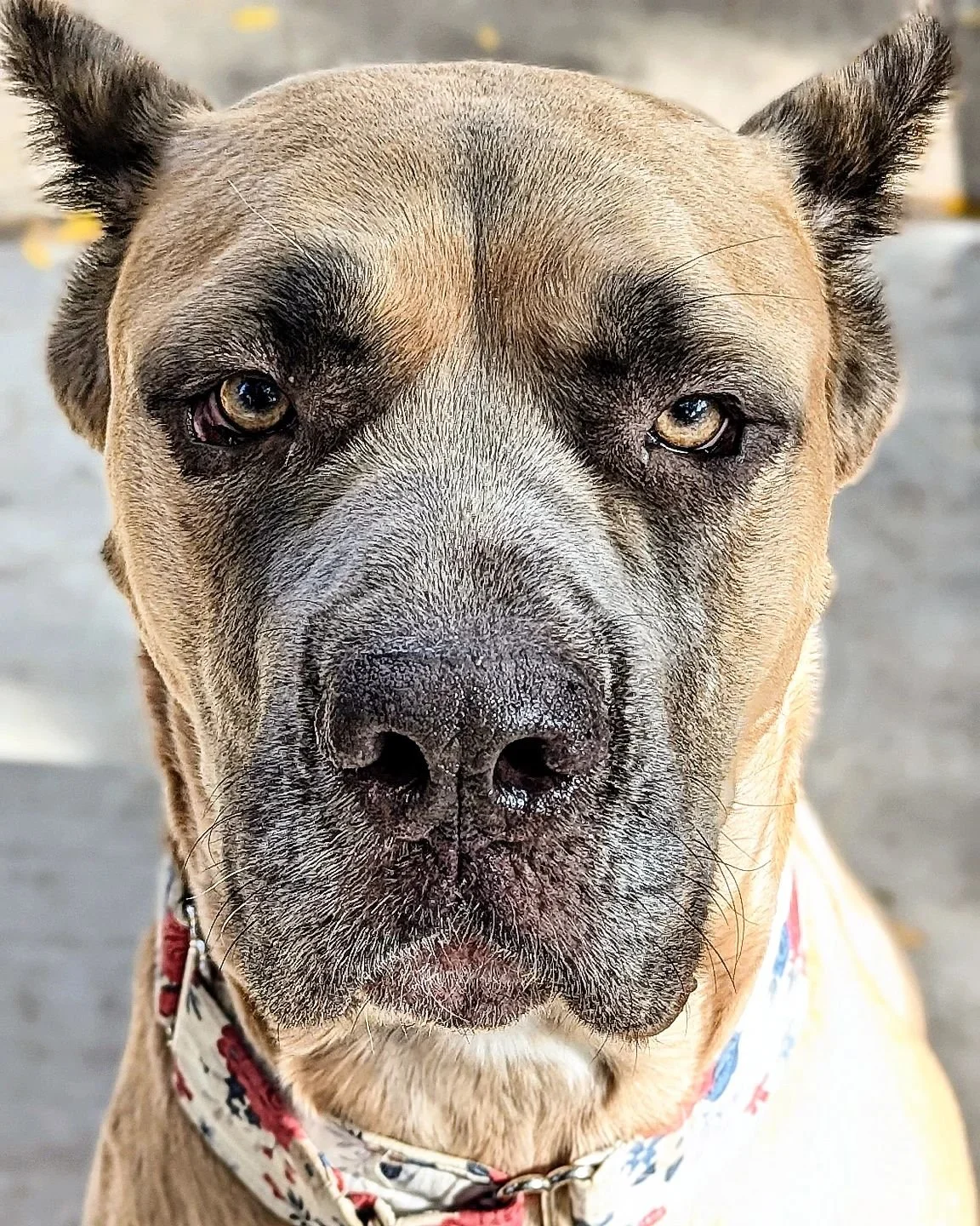 Martha #justgiants #justgiantsrescue #rescuedogs #rescuedog #rescuedogsofinstagram #rescueismyfavoritebreed #rescue #shelterdogsofinstagram #shelterdogs #adoptabledogsofinstagram #adoptabledogs #adoptdontshop #adoptable #adoptabledog