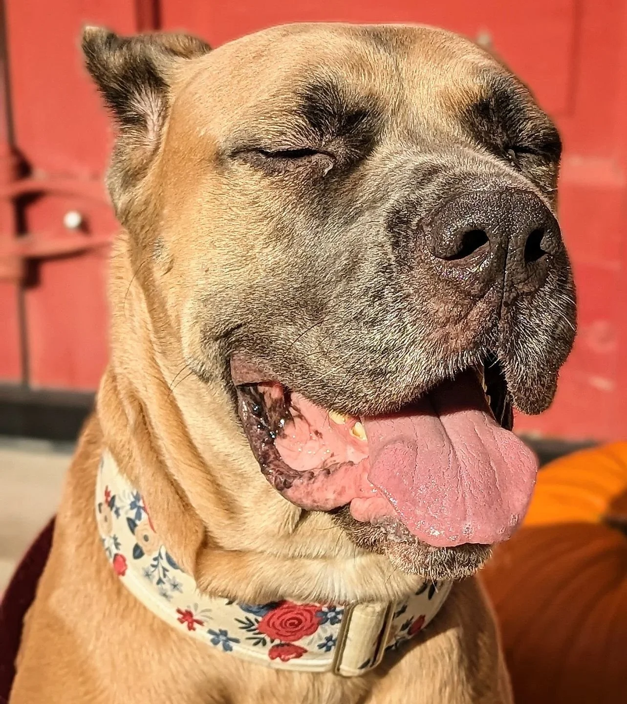 Martha #justgiants #justgiantsrescue #rescuedogs #rescuedog #rescuedogsofinstagram #rescueismyfavoritebreed #rescue #shelterdogsofinstagram #shelterdogs #shelterdog #adoptabledogsofinstagram #adoptabledogs #adoptdontshop #adoptable #adoptabledog