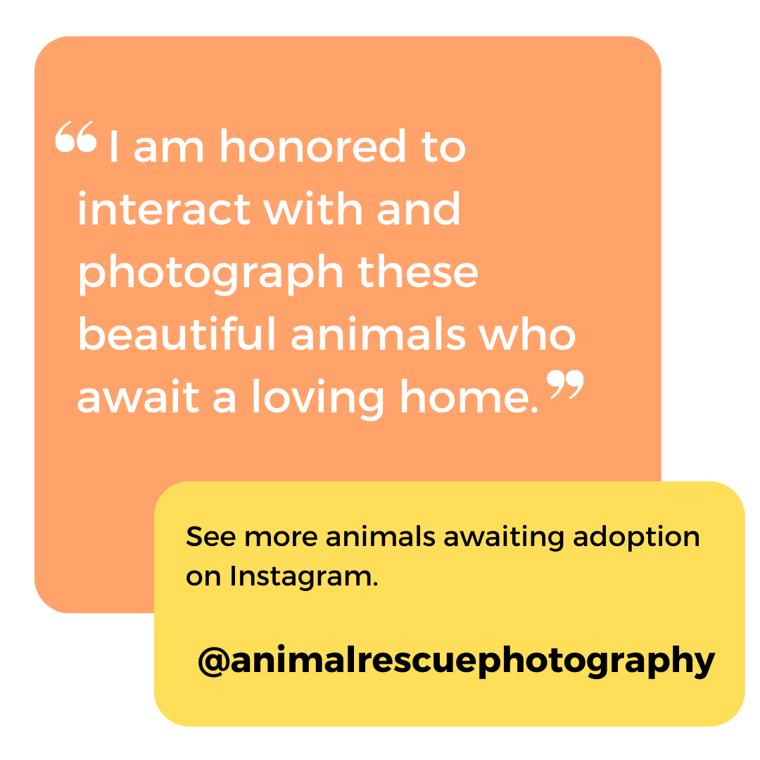 @animalrescuephotography.png