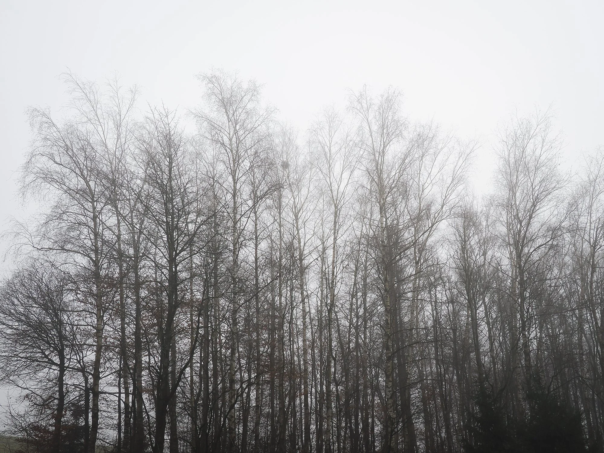 FOGGY MORNING