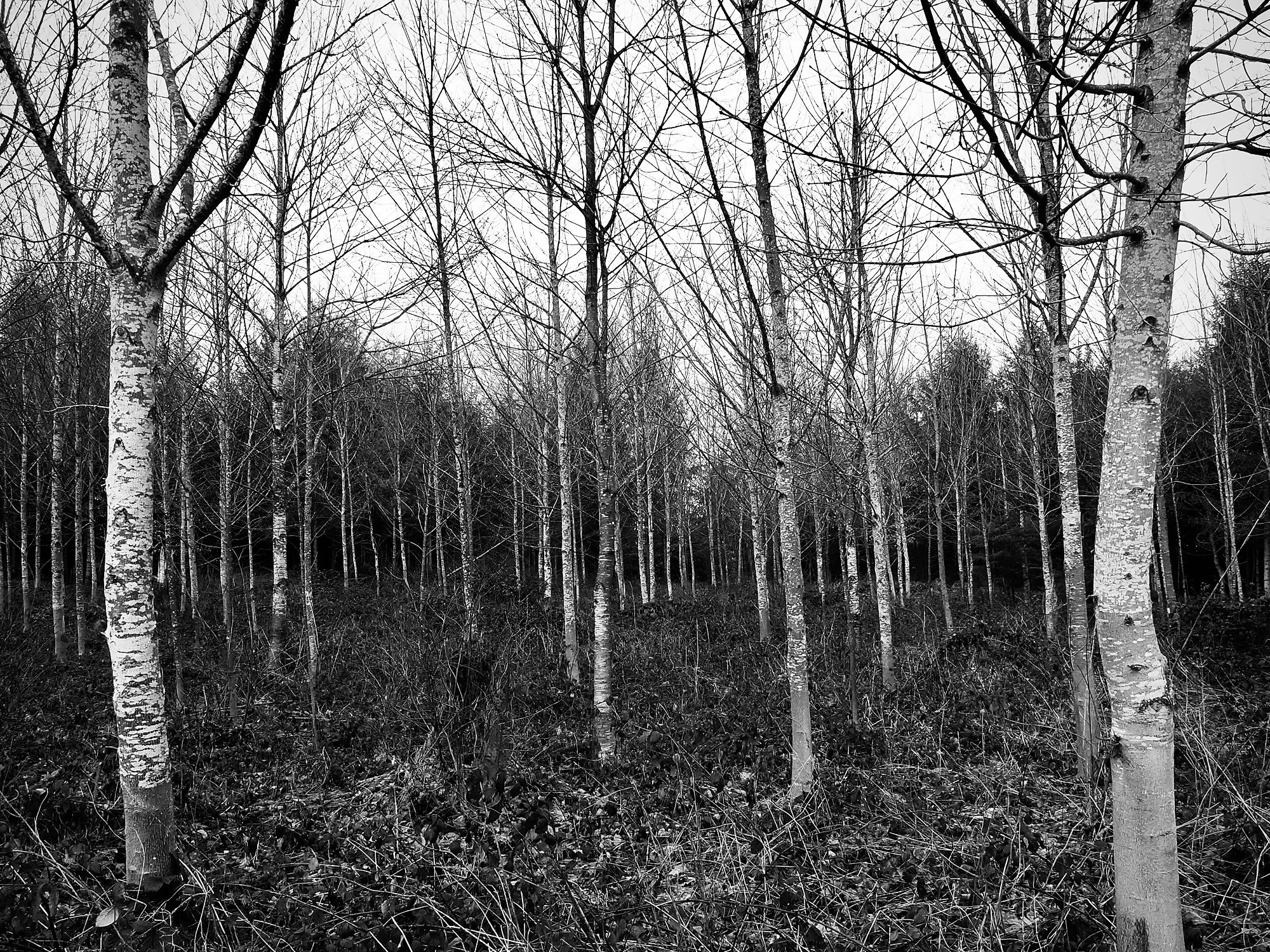 MEIKIRCH FOREST 2026