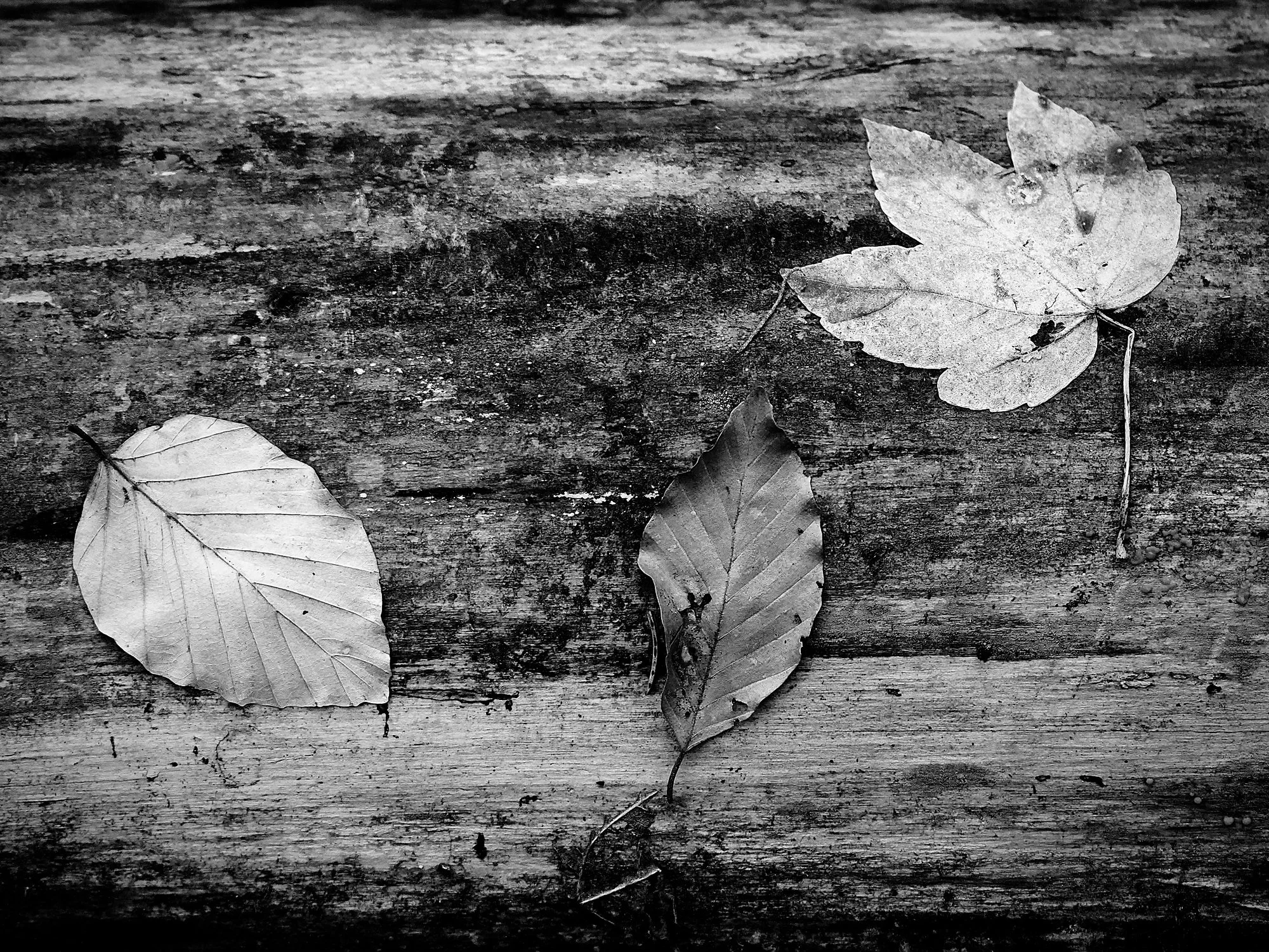 LAST DAY IN THE FOREST 2026