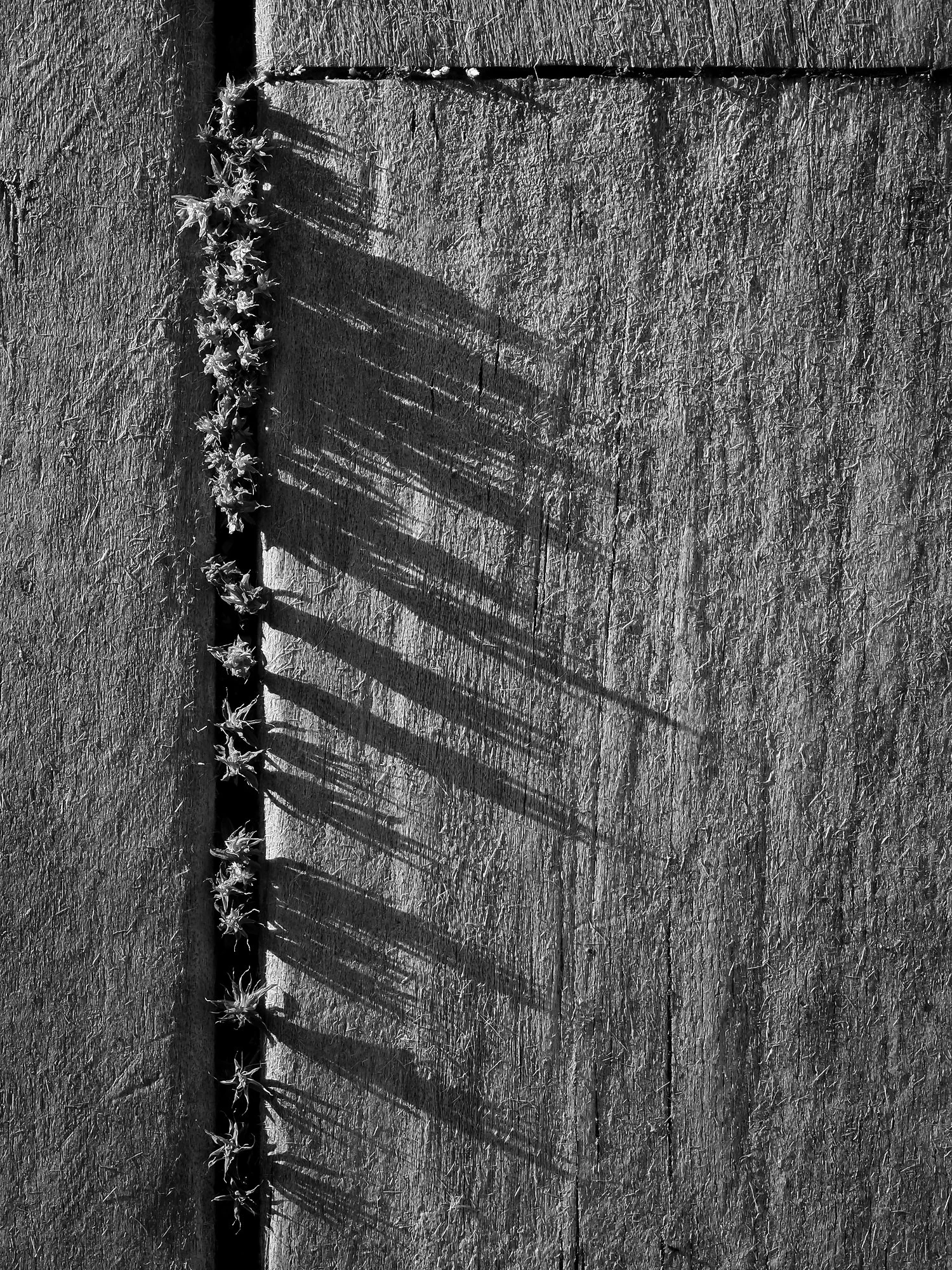 SHADOWS