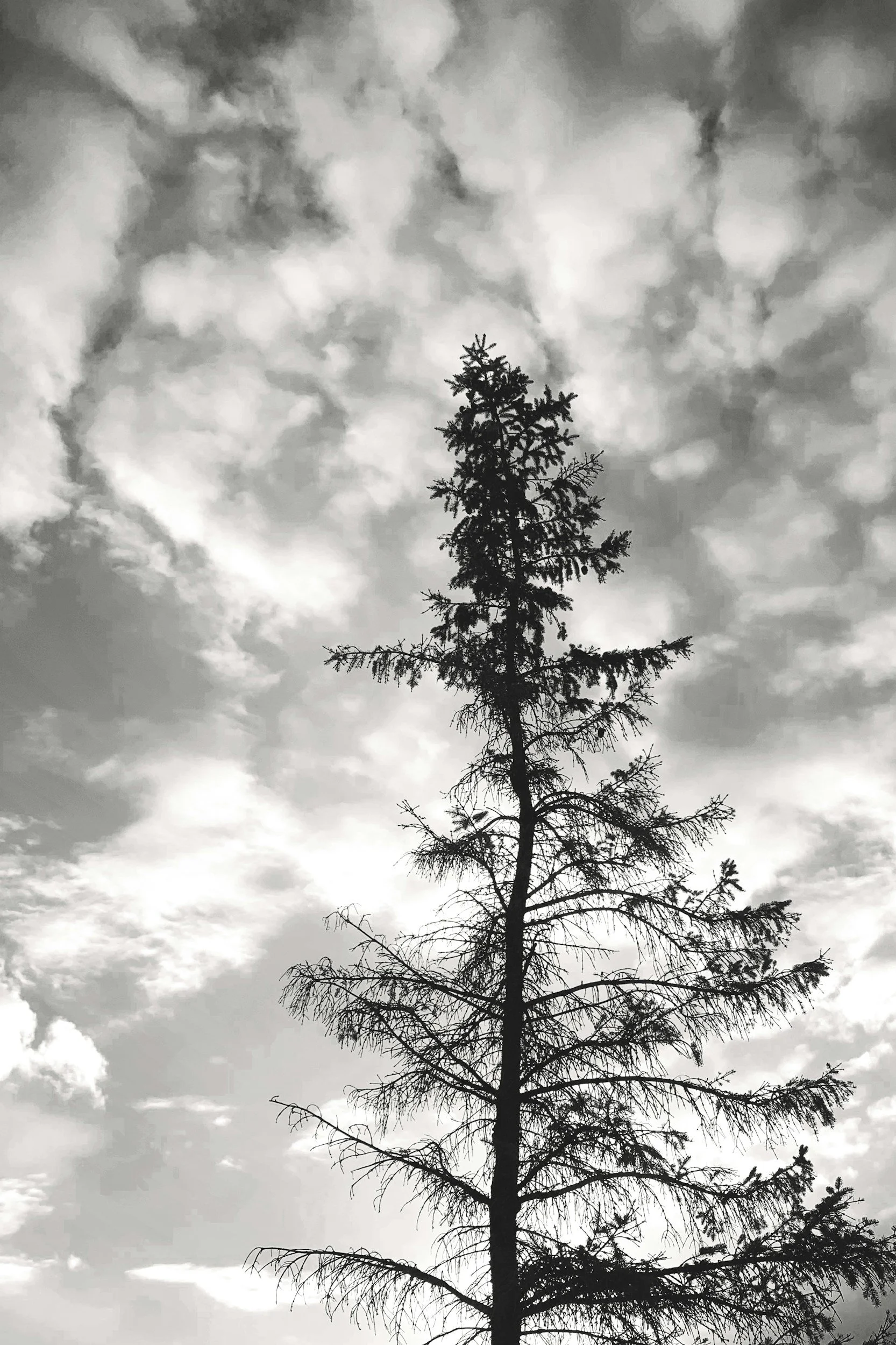 A black and white photo of a tall pine tree reaching into the sky.