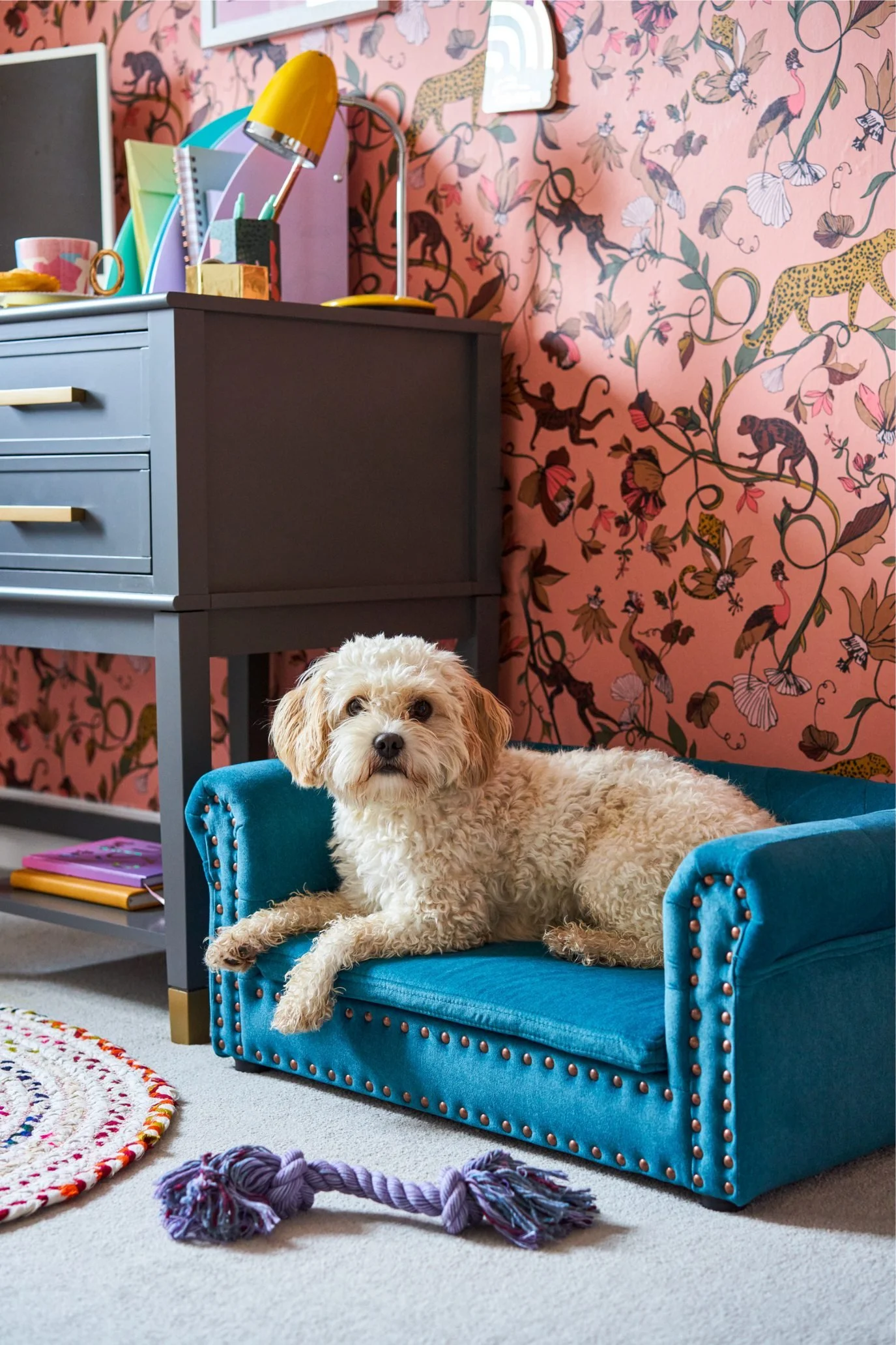 Blue velvet dog sofa with raised arms and decorative stud detailing.