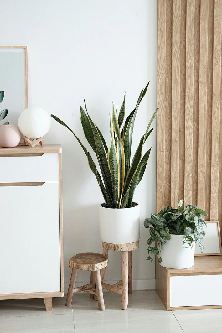 A snake plant and trailing plant styled in white pots on a ledge and small wooden stool