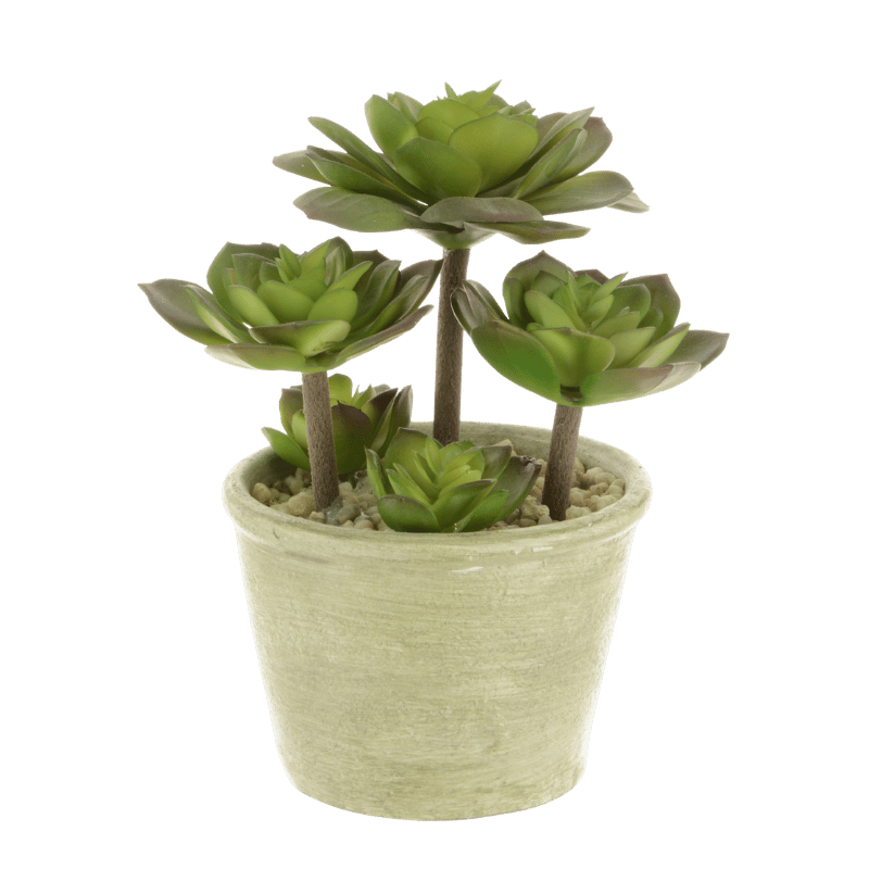 A small succulent in a soft green pot