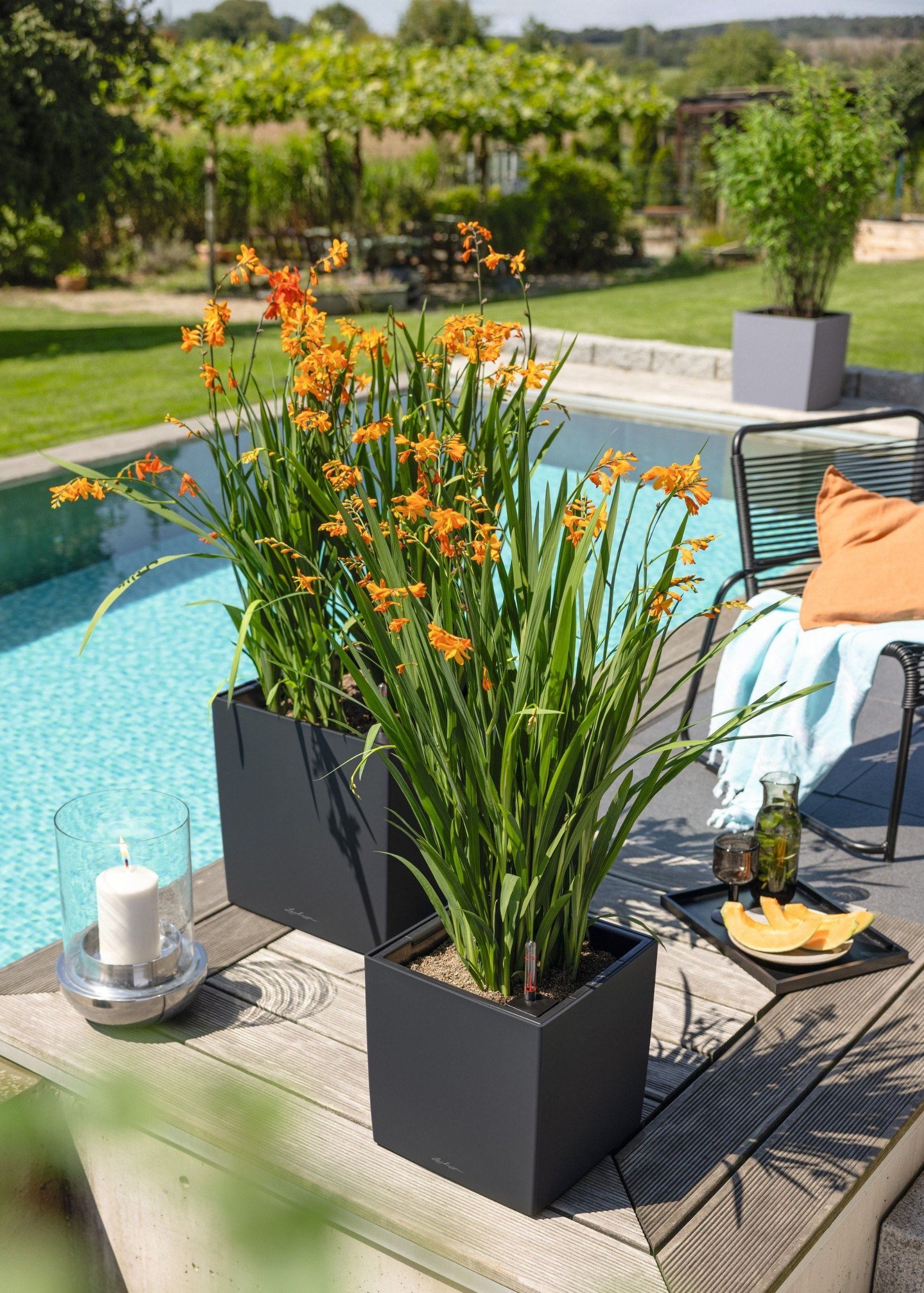 Two grey square contemporary pots with orange flowers  on a wood decking outside next to a swimming pool