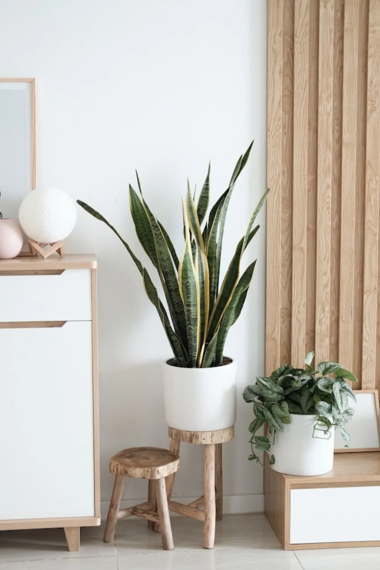 A snake plant and trailing plant styled in white pots on a ledge and small wooden stool