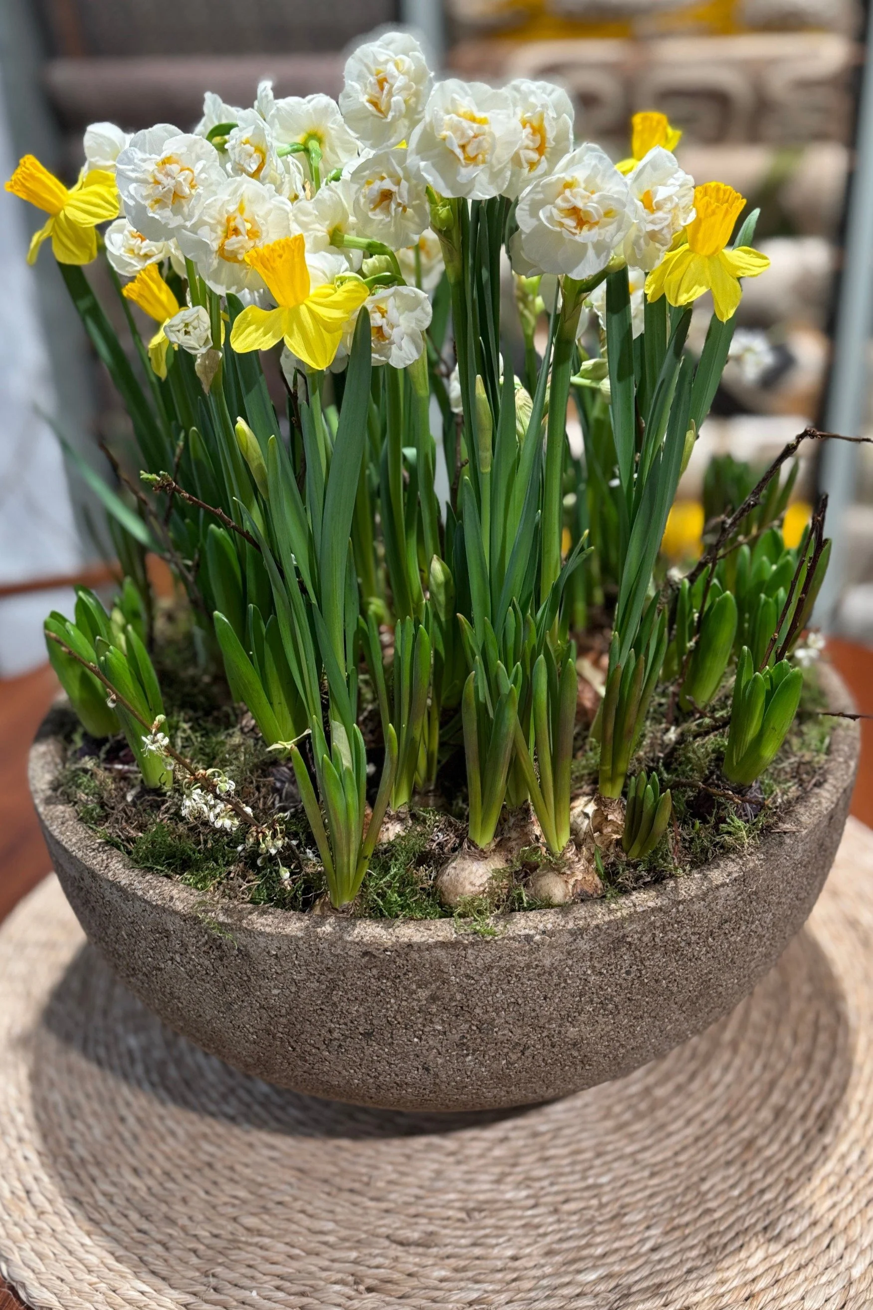 A concrete pot filled with two types od daffodils