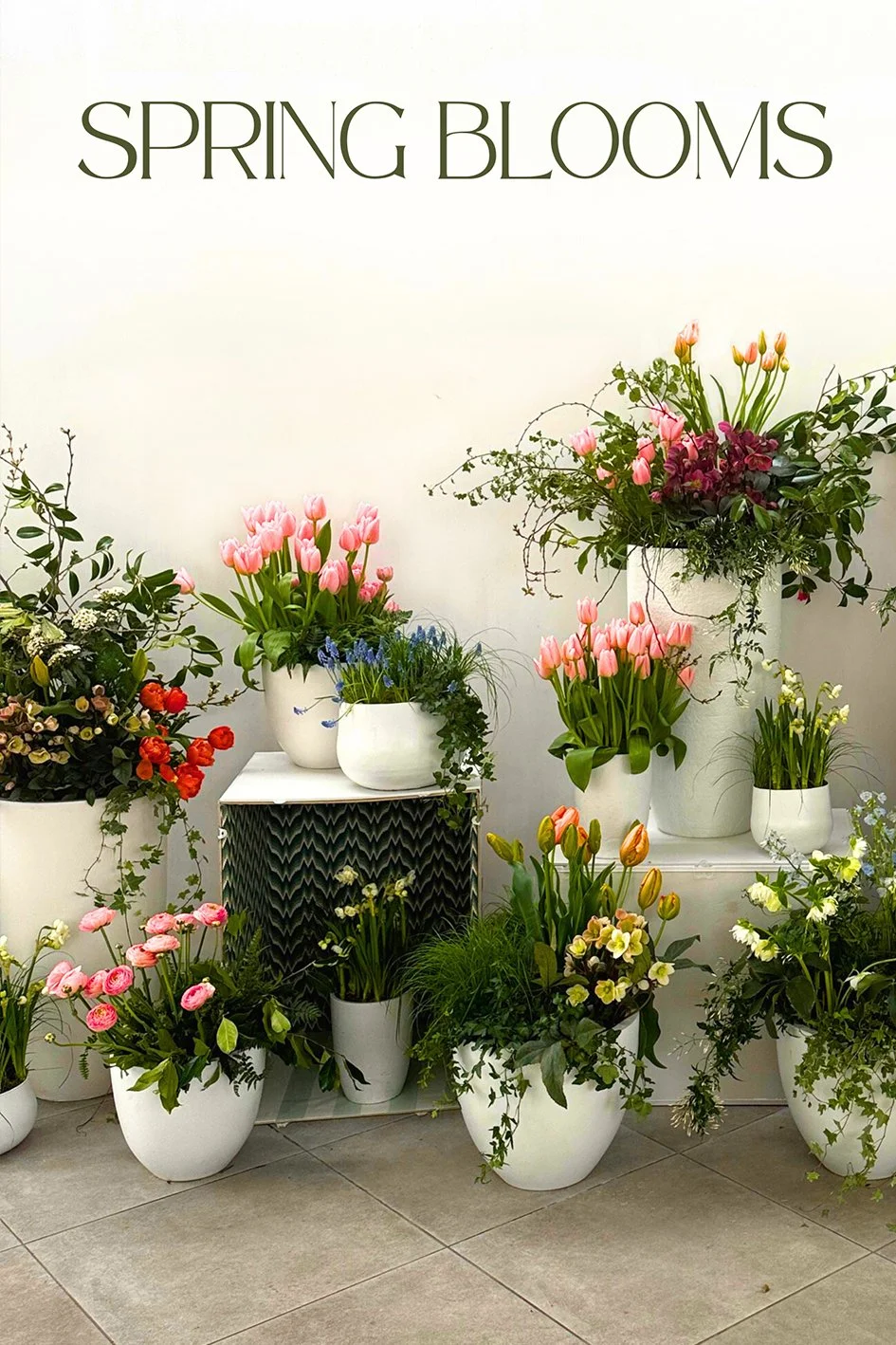 An outdoor display of spring flowers including tulips in different sized modern white pots