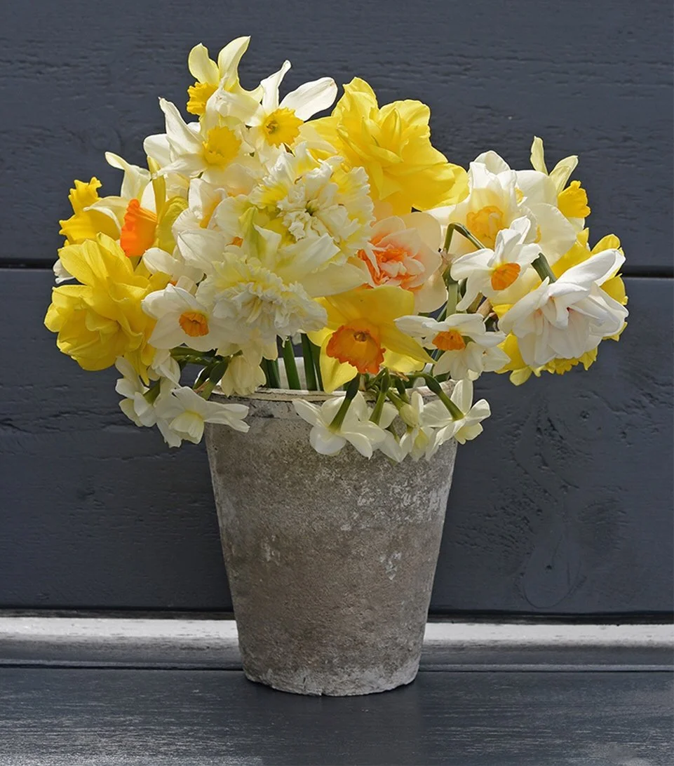 A concrete grey pot filled with all different types of daffodils