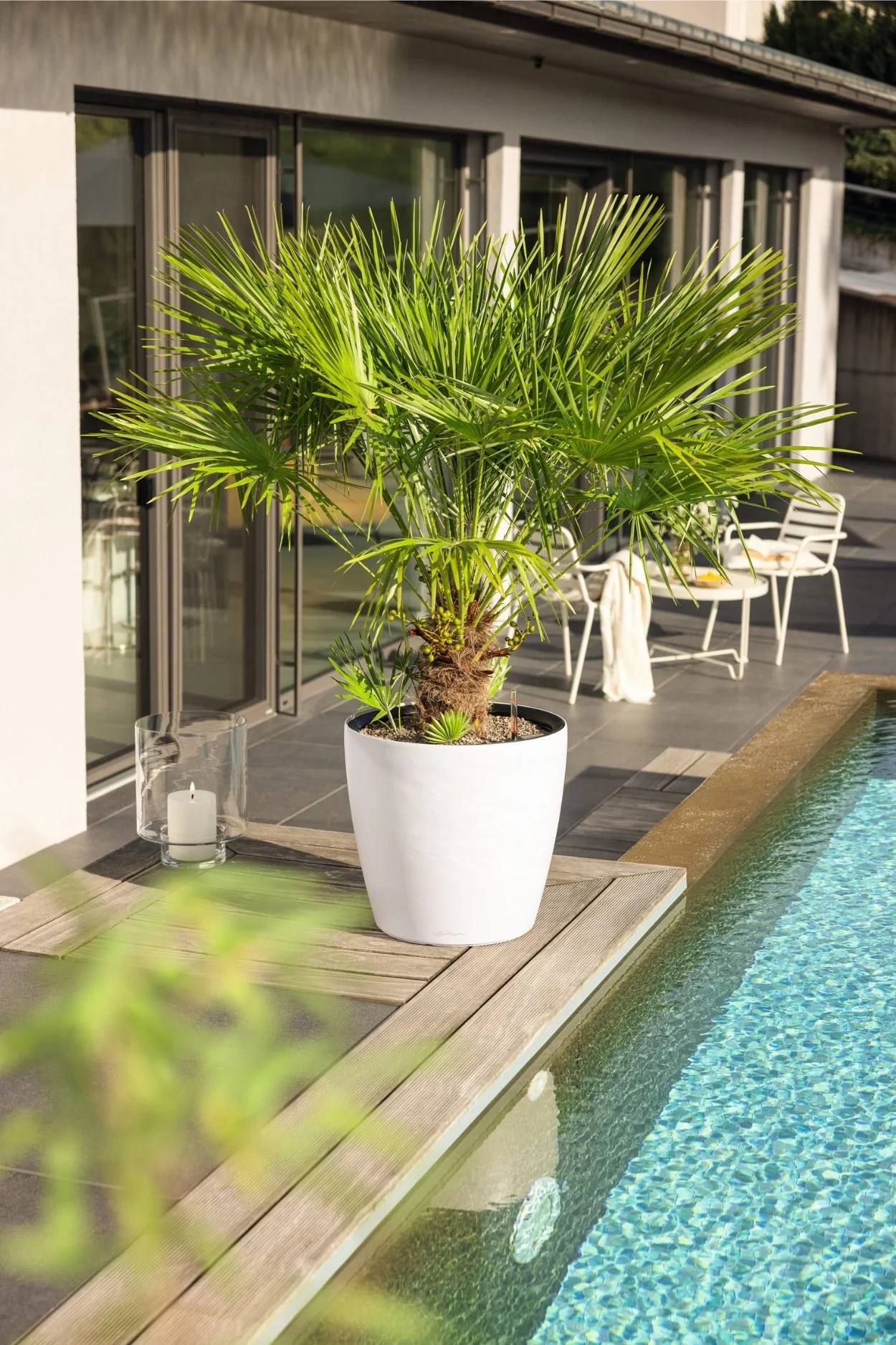 Large white recycled plastic planter with a palm next to a swimming pool