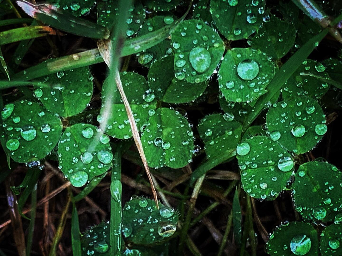 Beauty of life captured in dew and all the big little things.

#dew #nature #pure #beauty # beautiful #transparent #zen #impermanent #mindfulness #awakening